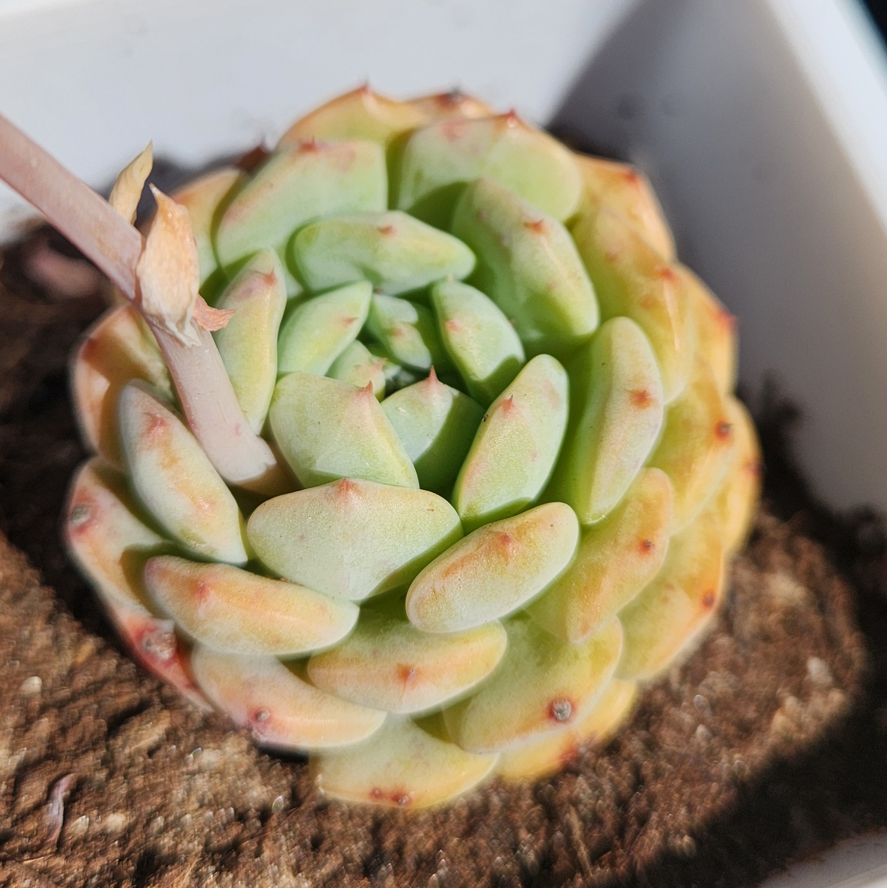 Echeveria 'Hani' - view 2