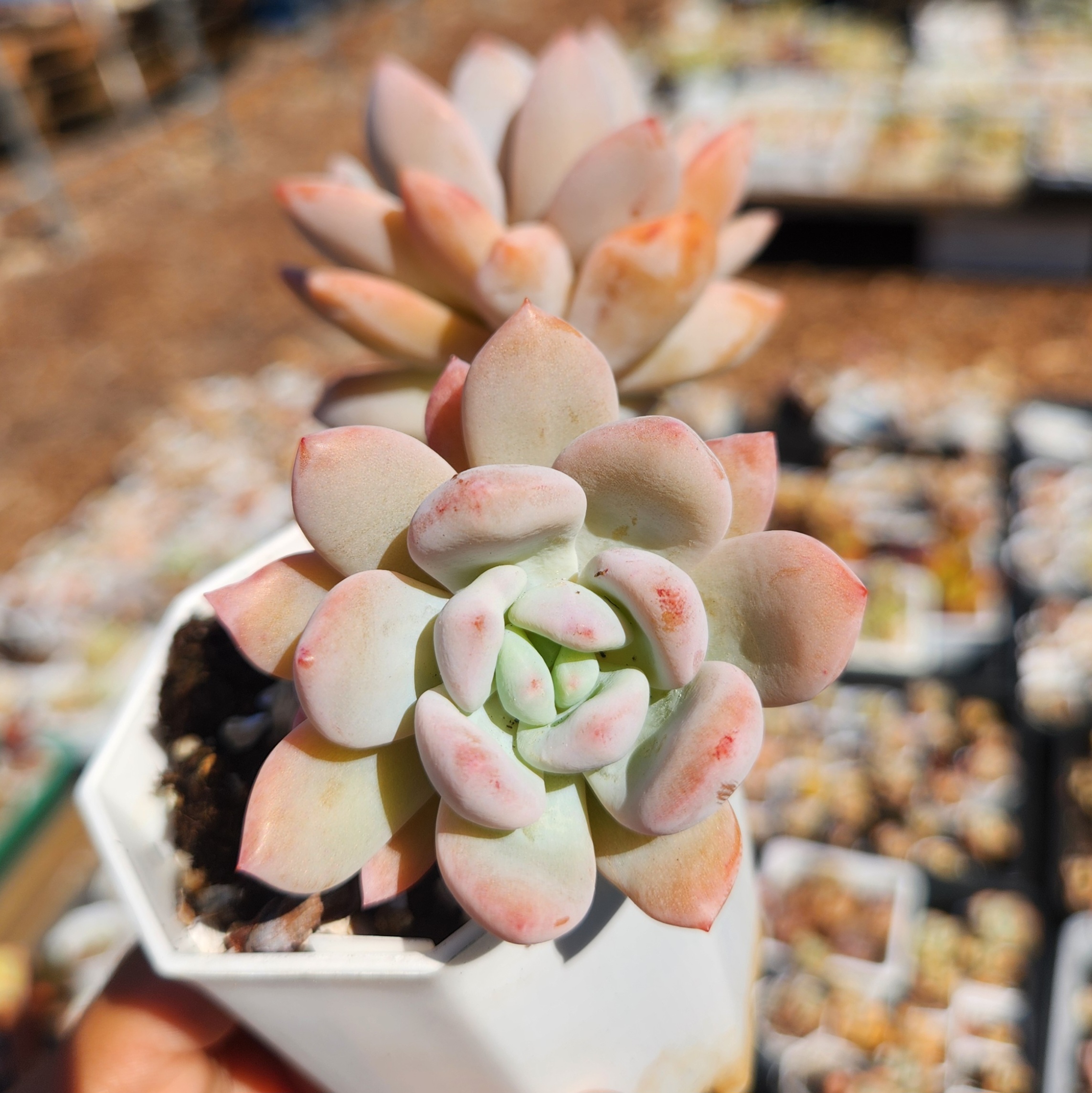 Echeveria 'Snow Star' - view 2