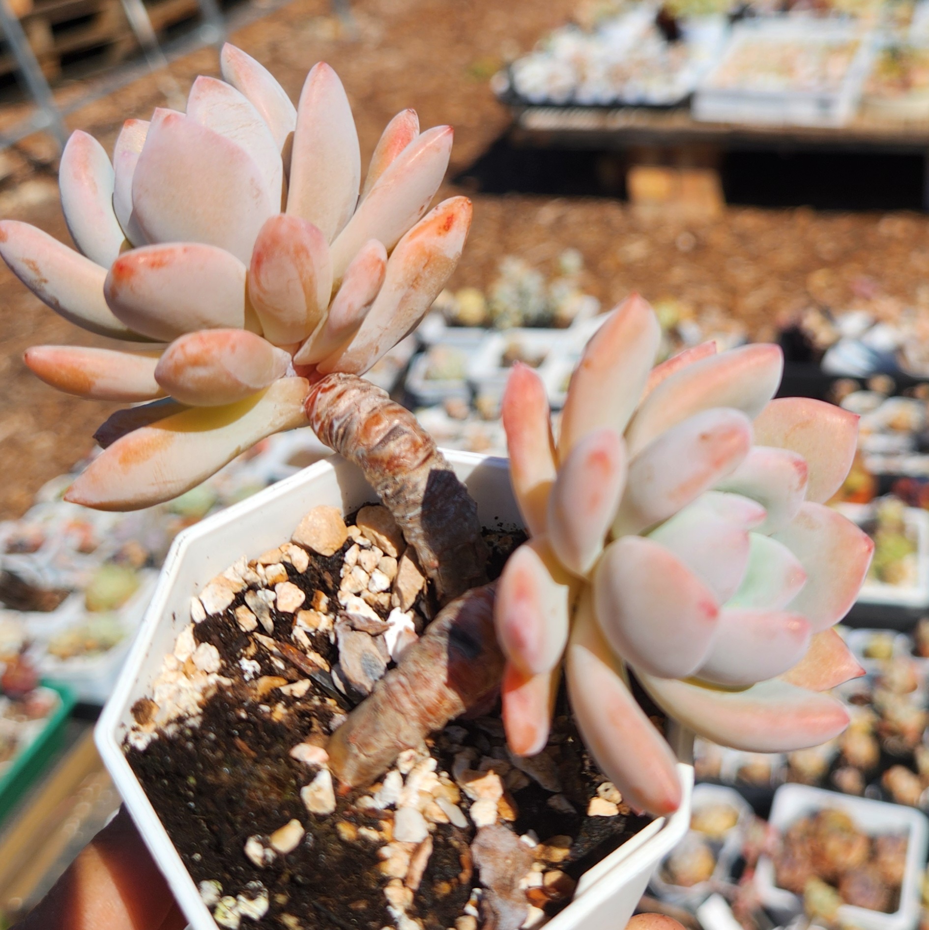 Echeveria 'Snow Star' - view 3