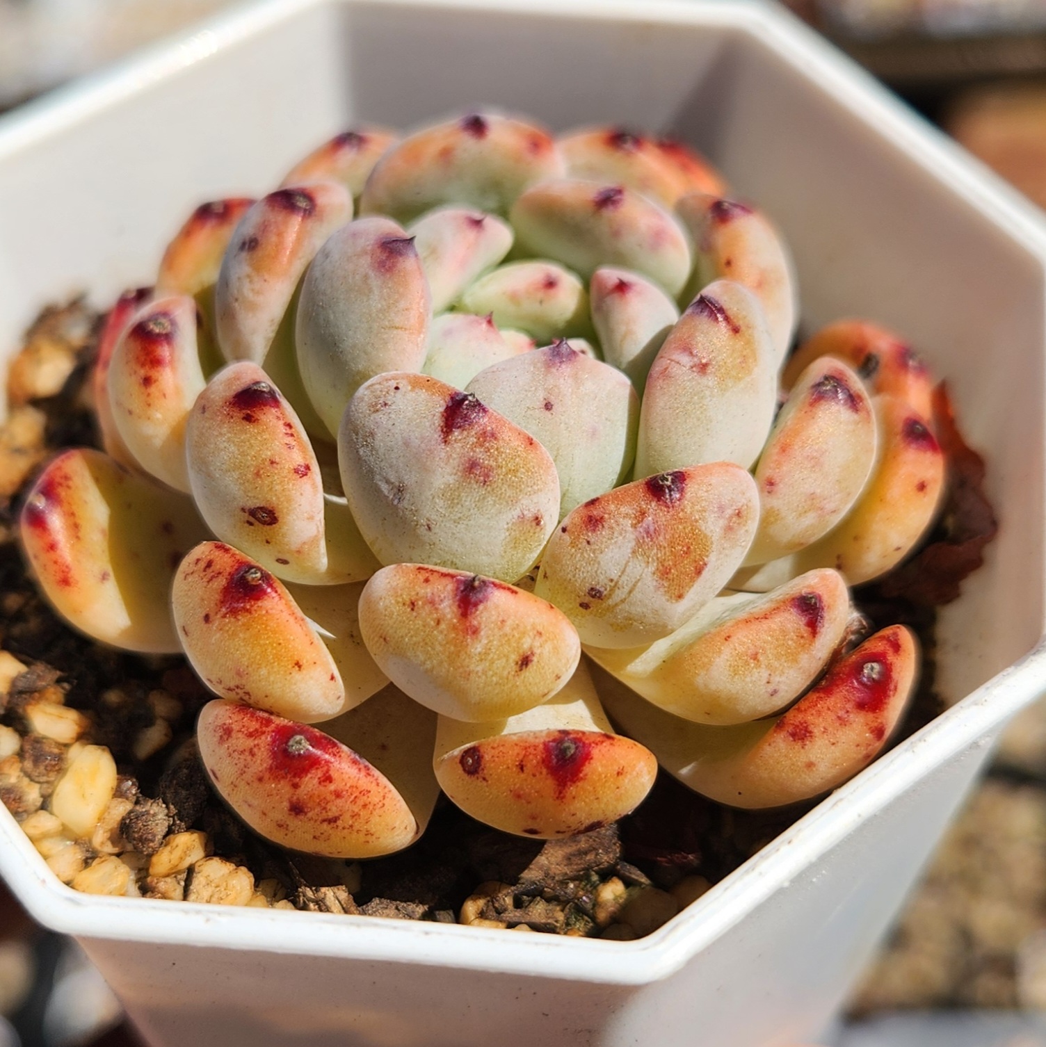 Echeveria 'Viyant' - succulents  - view 2