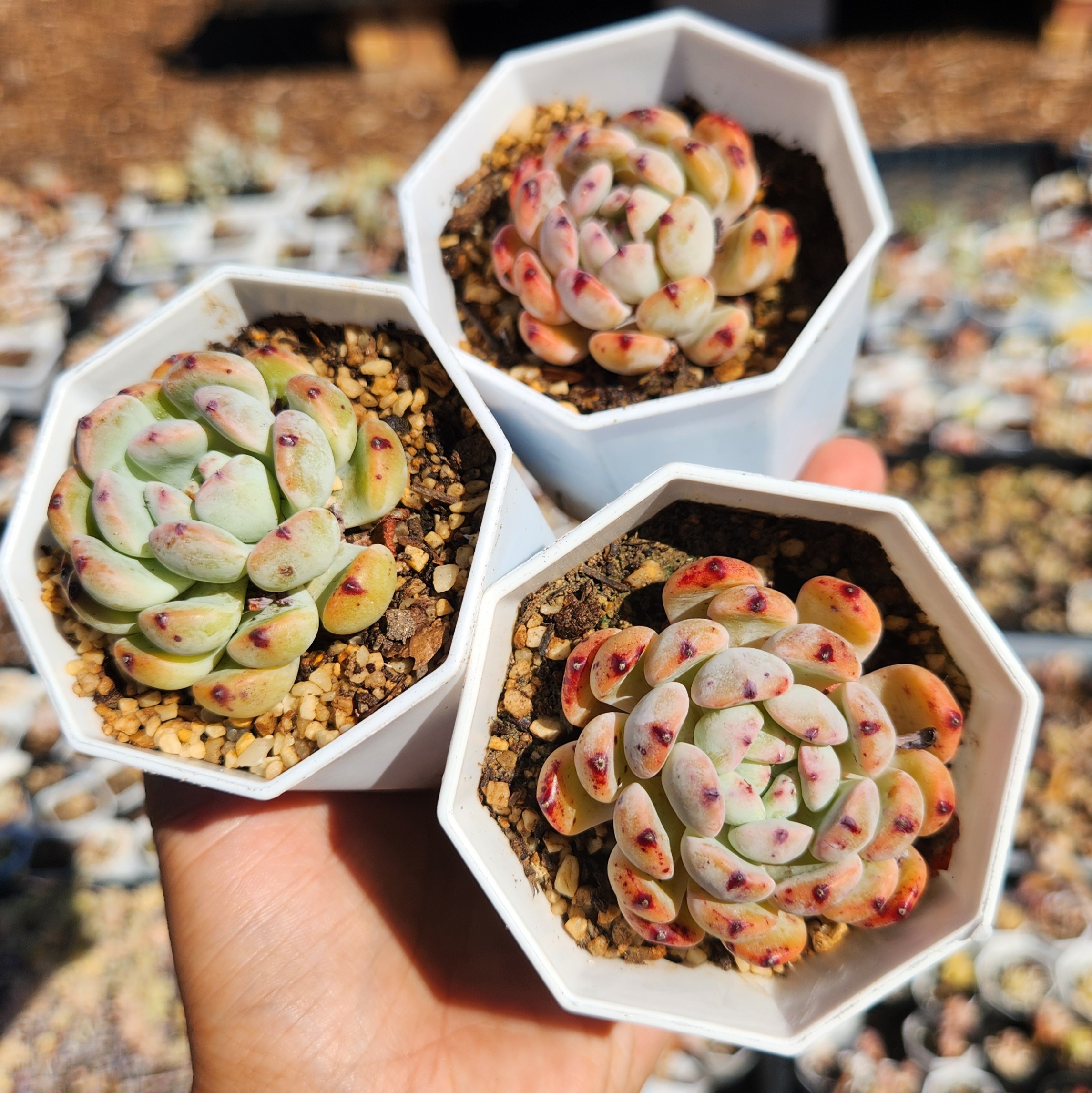 Echeveria 'Viyant' - succulents  - view 3
