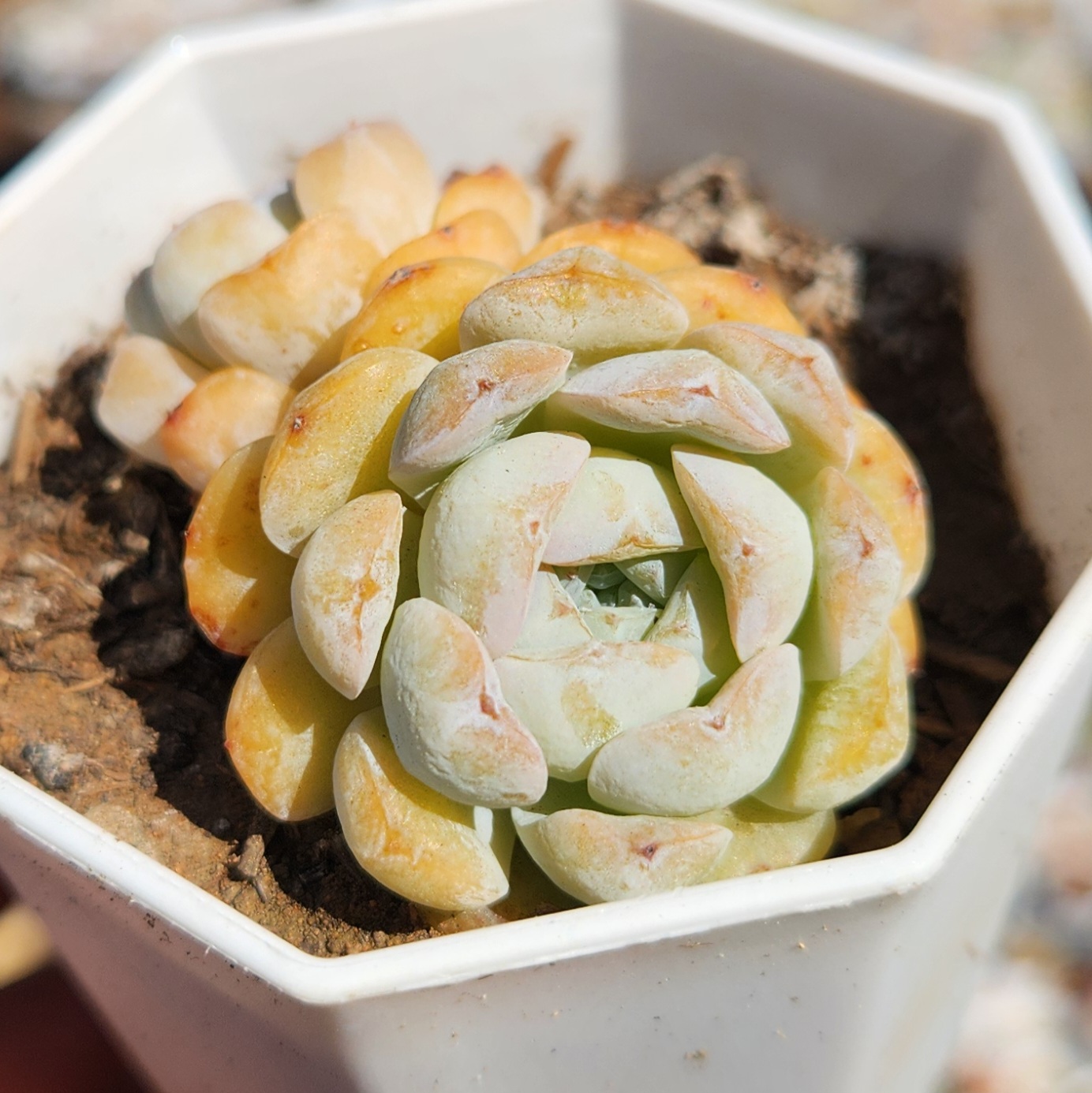 Echeveria 'Apparition' /Snow face  - view 3