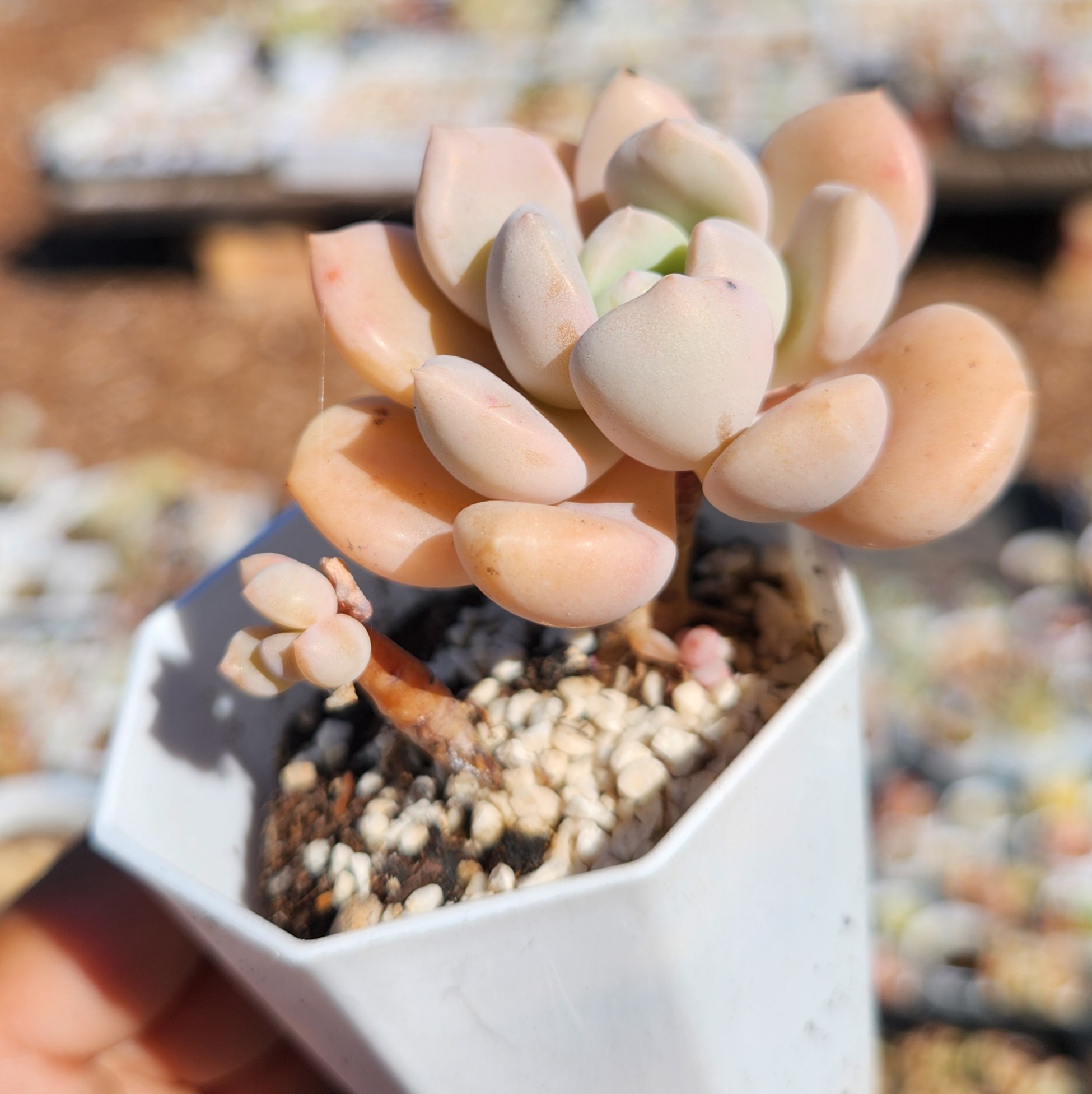 Graptopetalum White Dew - view 4