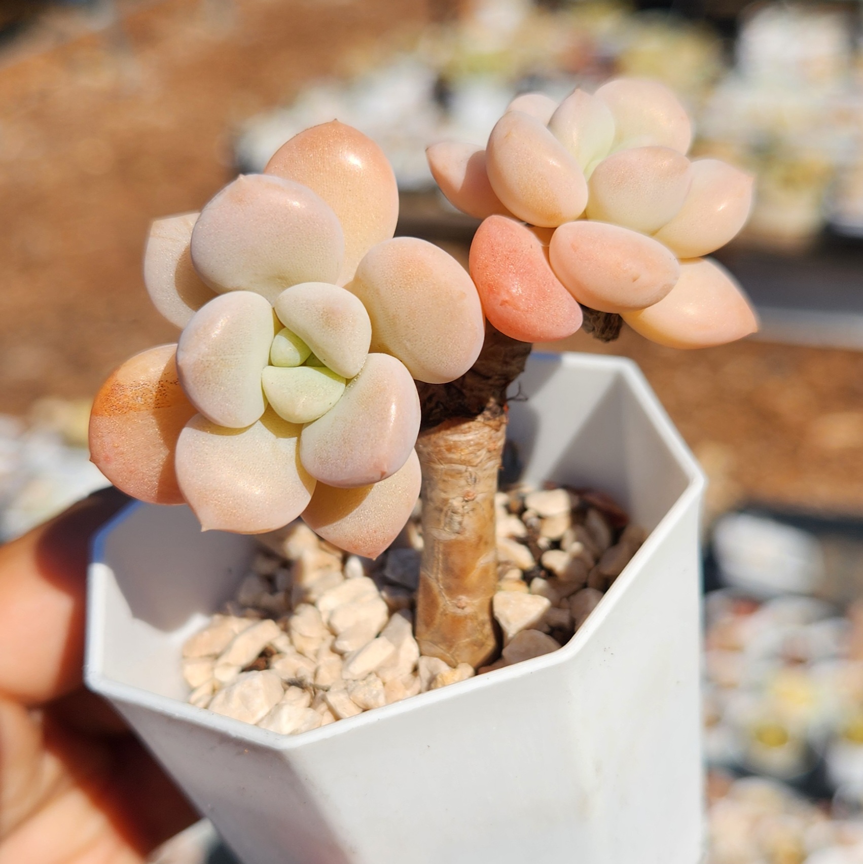 Graptopetalum White Dew - view 3