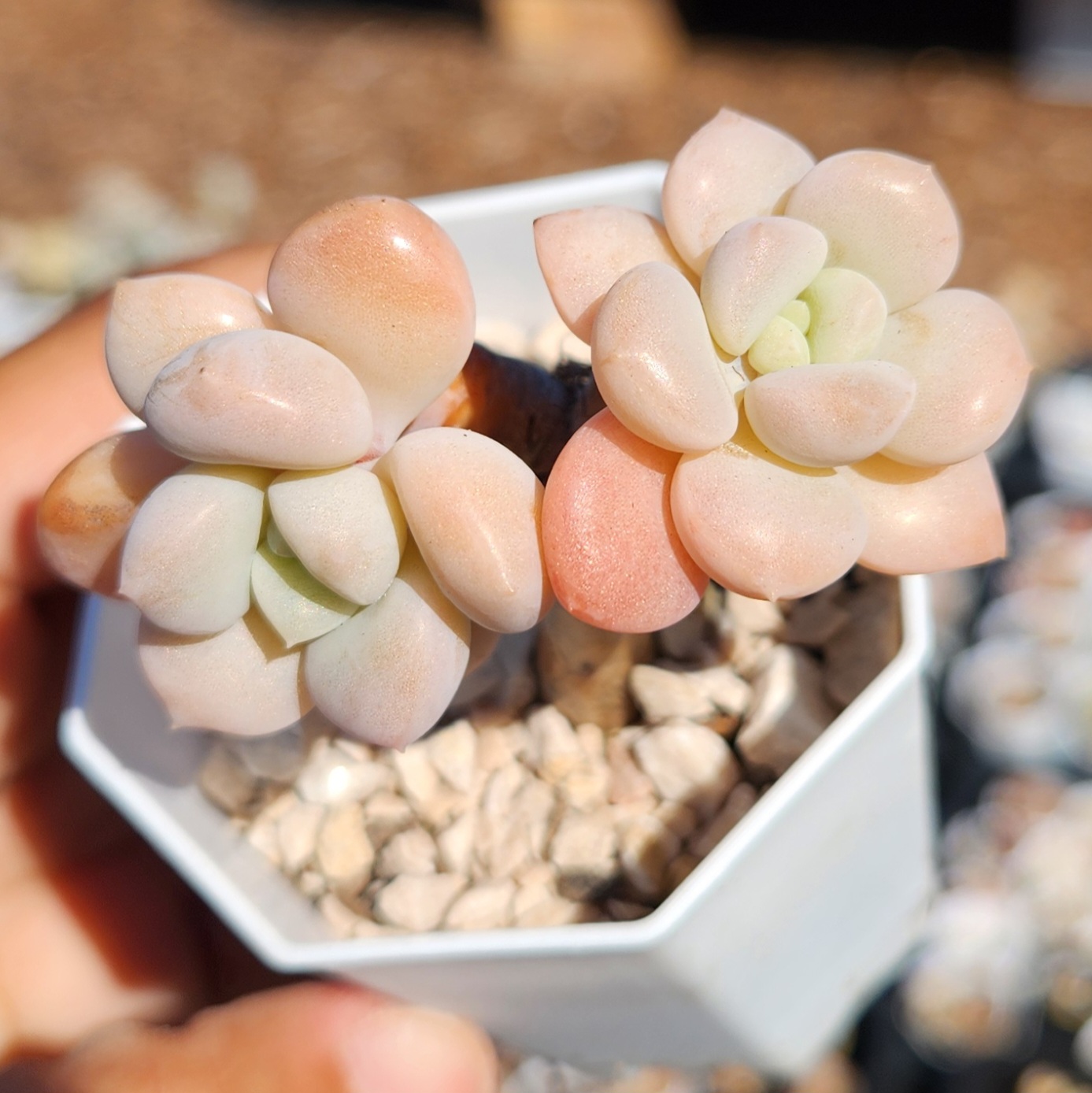 Graptopetalum White Dew - view 2
