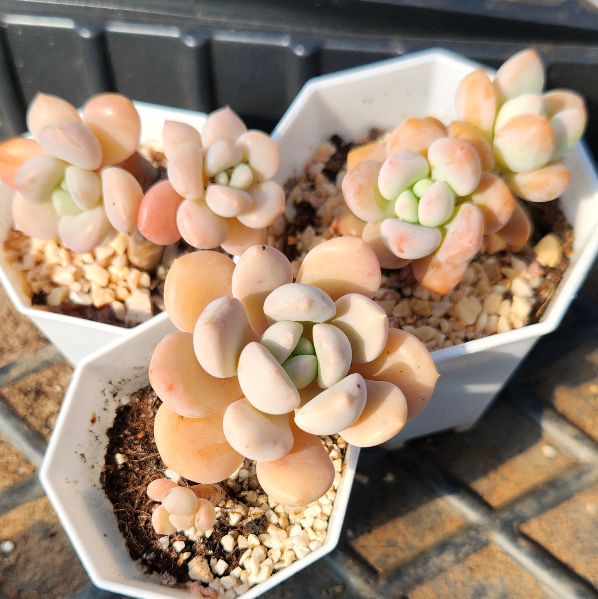 Graptopetalum White Dew - view 5