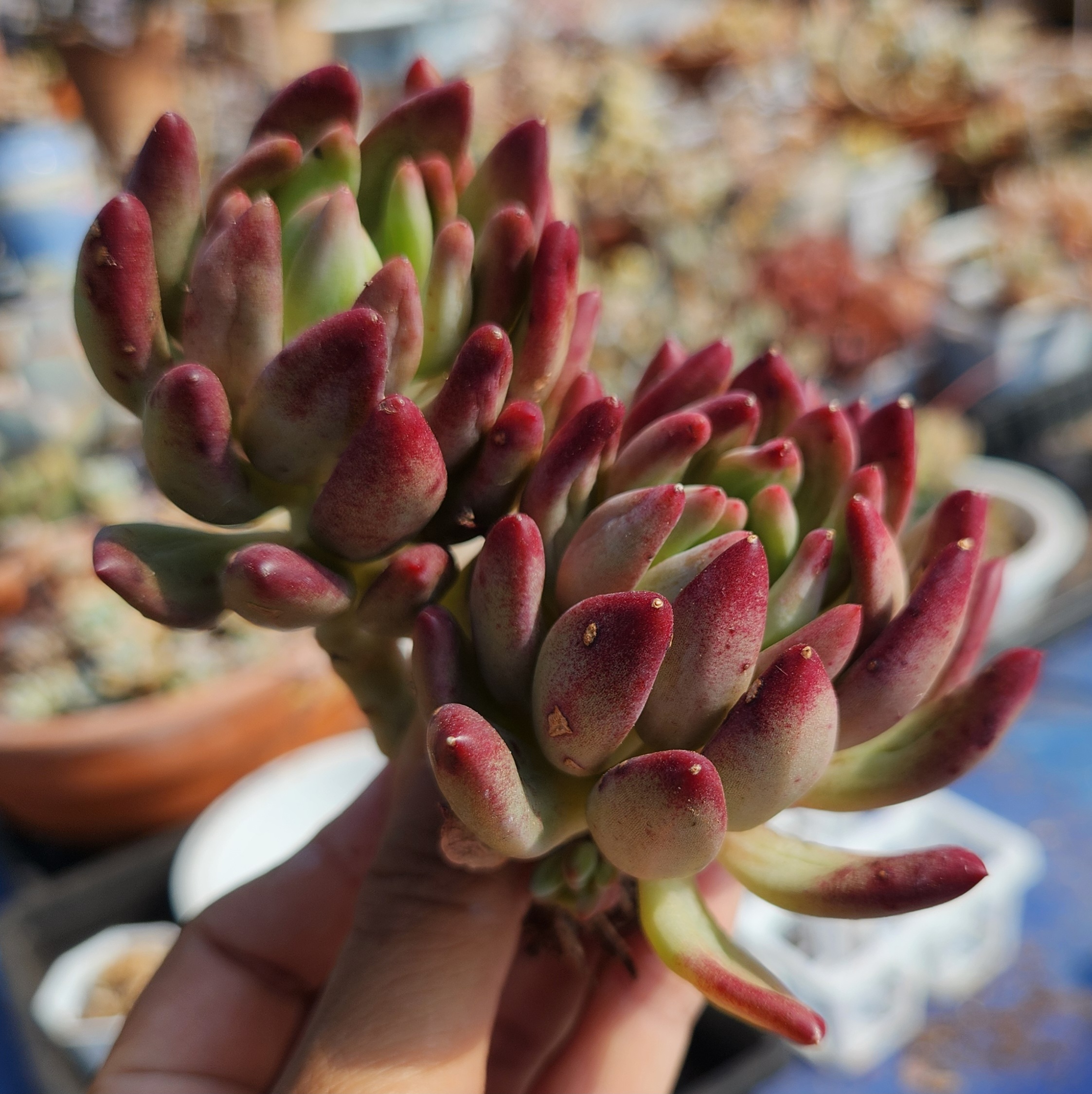 Echeveria 'Goldfish Hime' - view 2