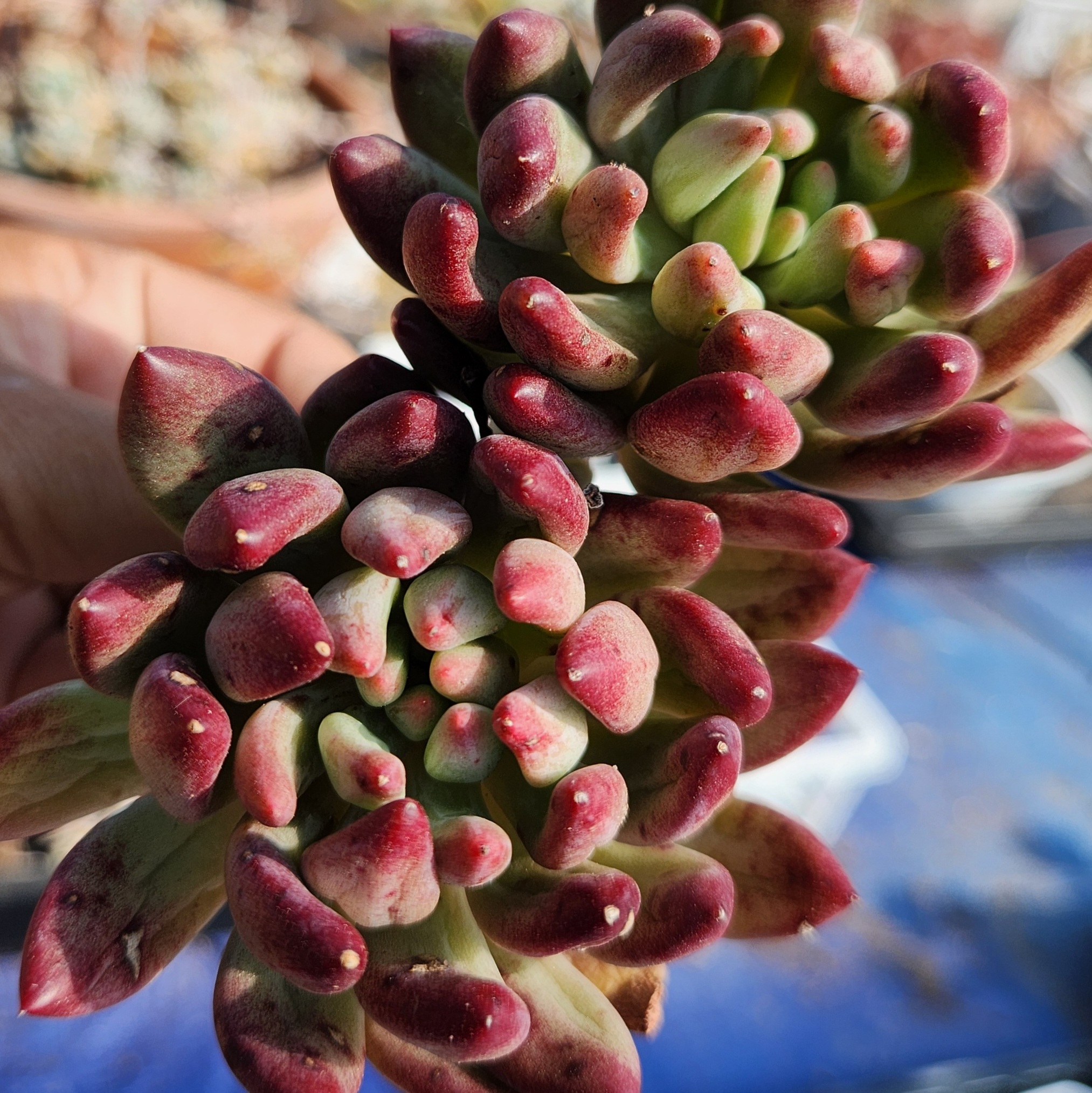 Echeveria 'Goldfish Hime' - view 4
