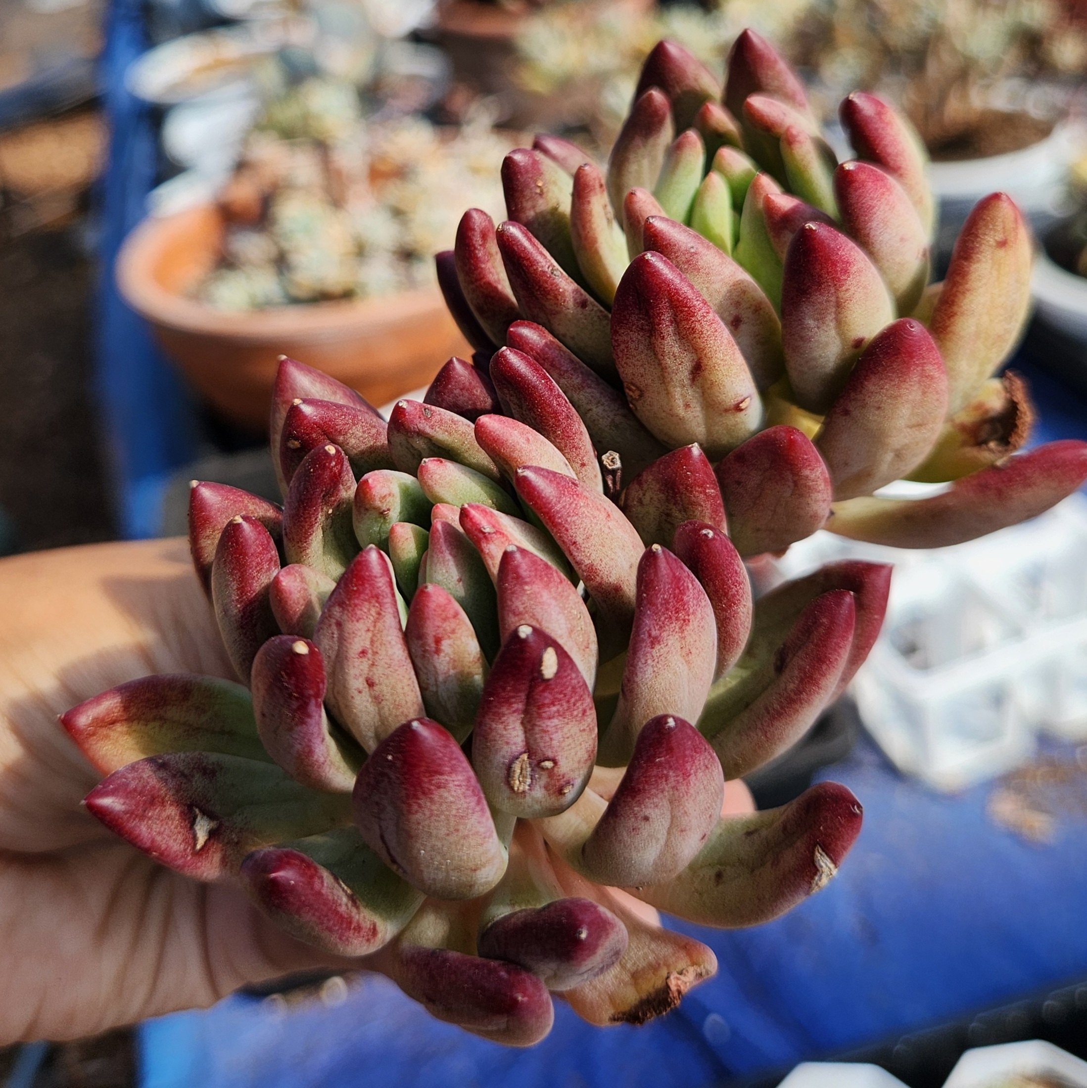 Echeveria 'Goldfish Hime' - view 3