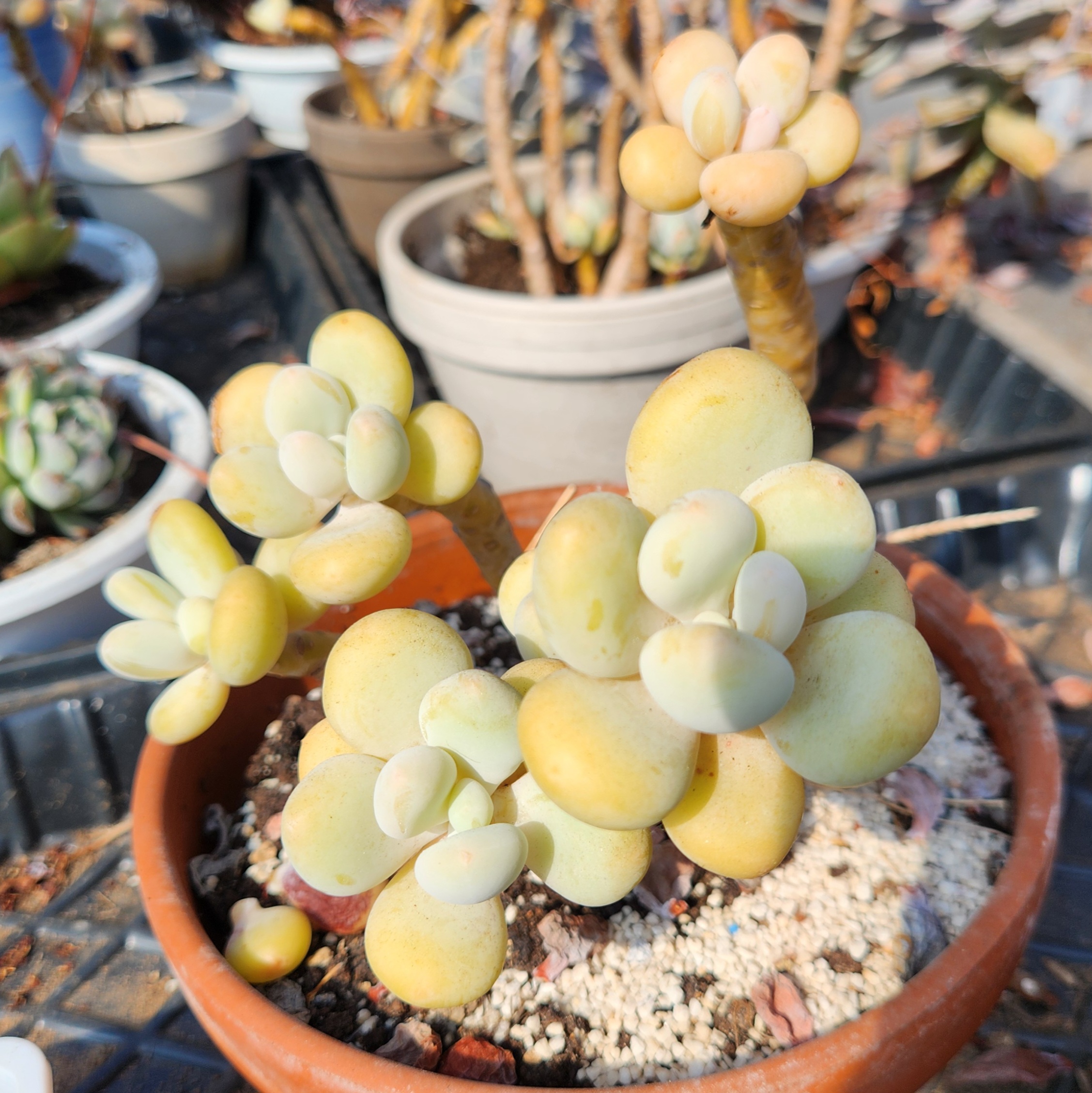Pachyphytum ‘ Cheese ’ - view 2