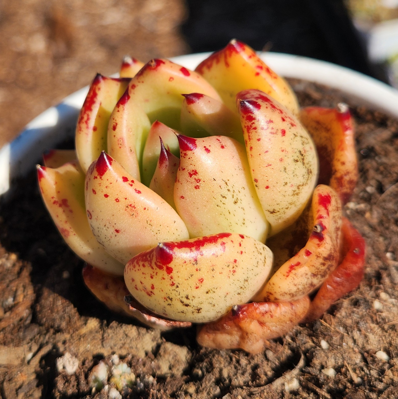 Echeveria 'Honey pink' -succulents  - view 2