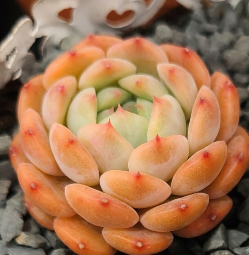 Echeveria 'Hani' - view 3