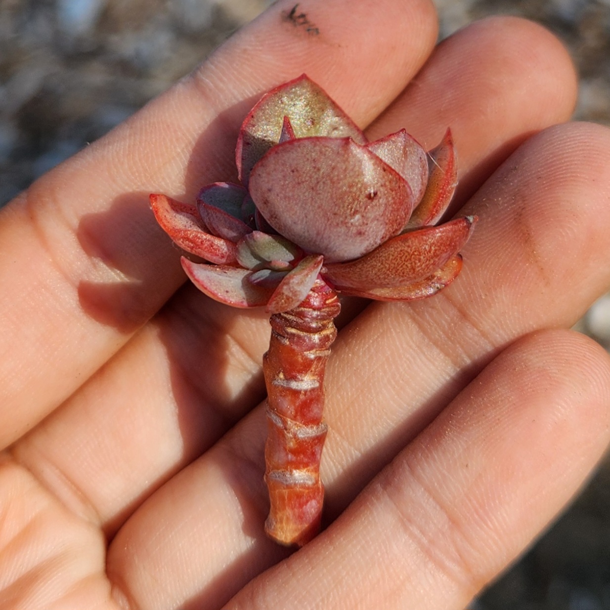 Echeveria 'Suyon'- Fresh cutting - view 2