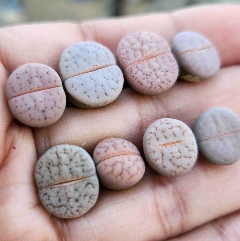 Lithops pseudotruncatella | Living Stones Succulent | UK Grown