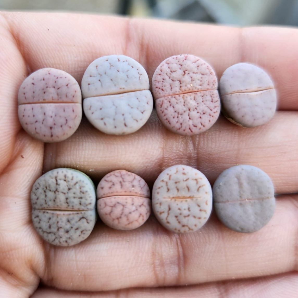 Lithops pseudotruncatella | Living Stones Succulent | UK Grown - view 2