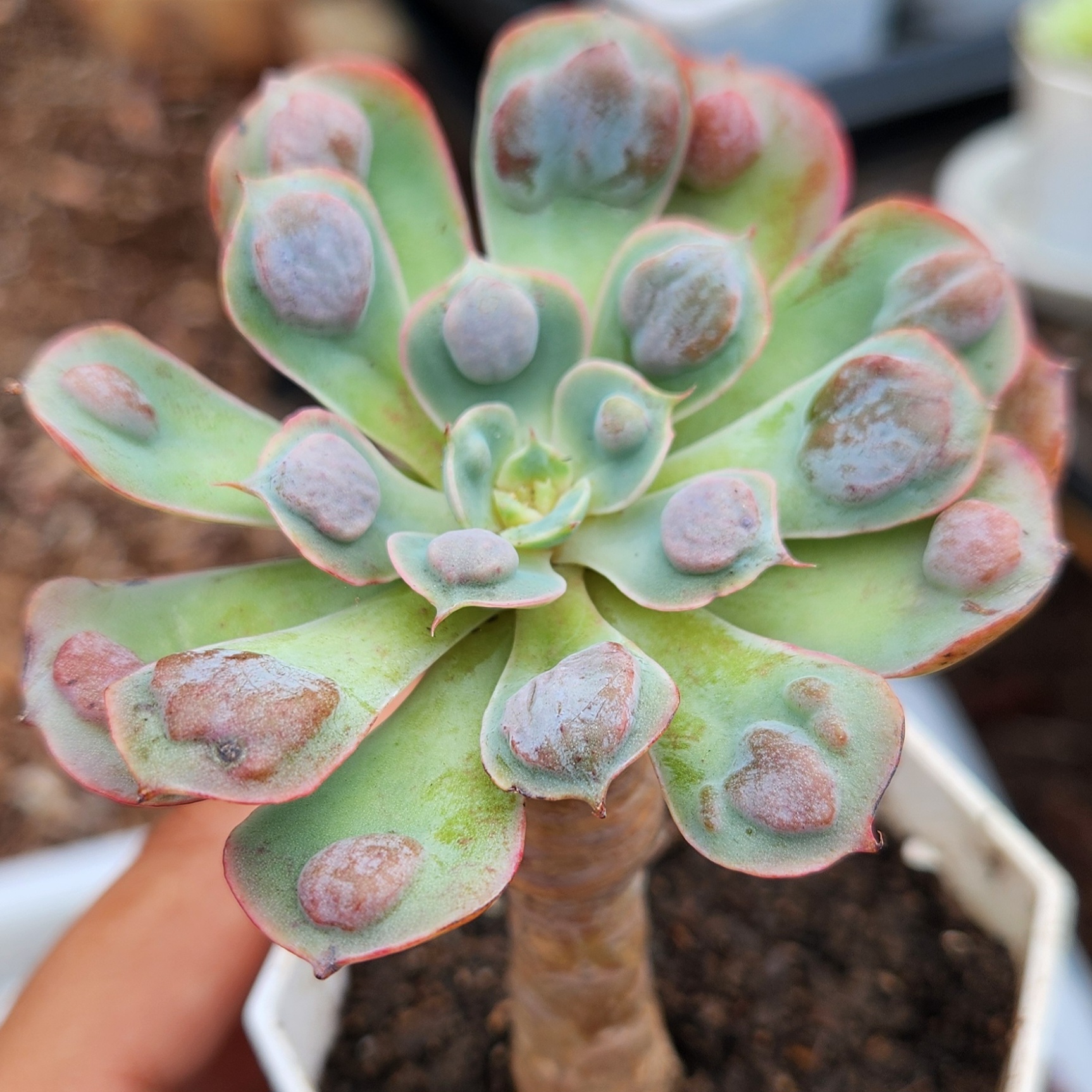 Echeveria 'Rain Drops' | Succulent | UK Grown | Live succulent plant - view 3