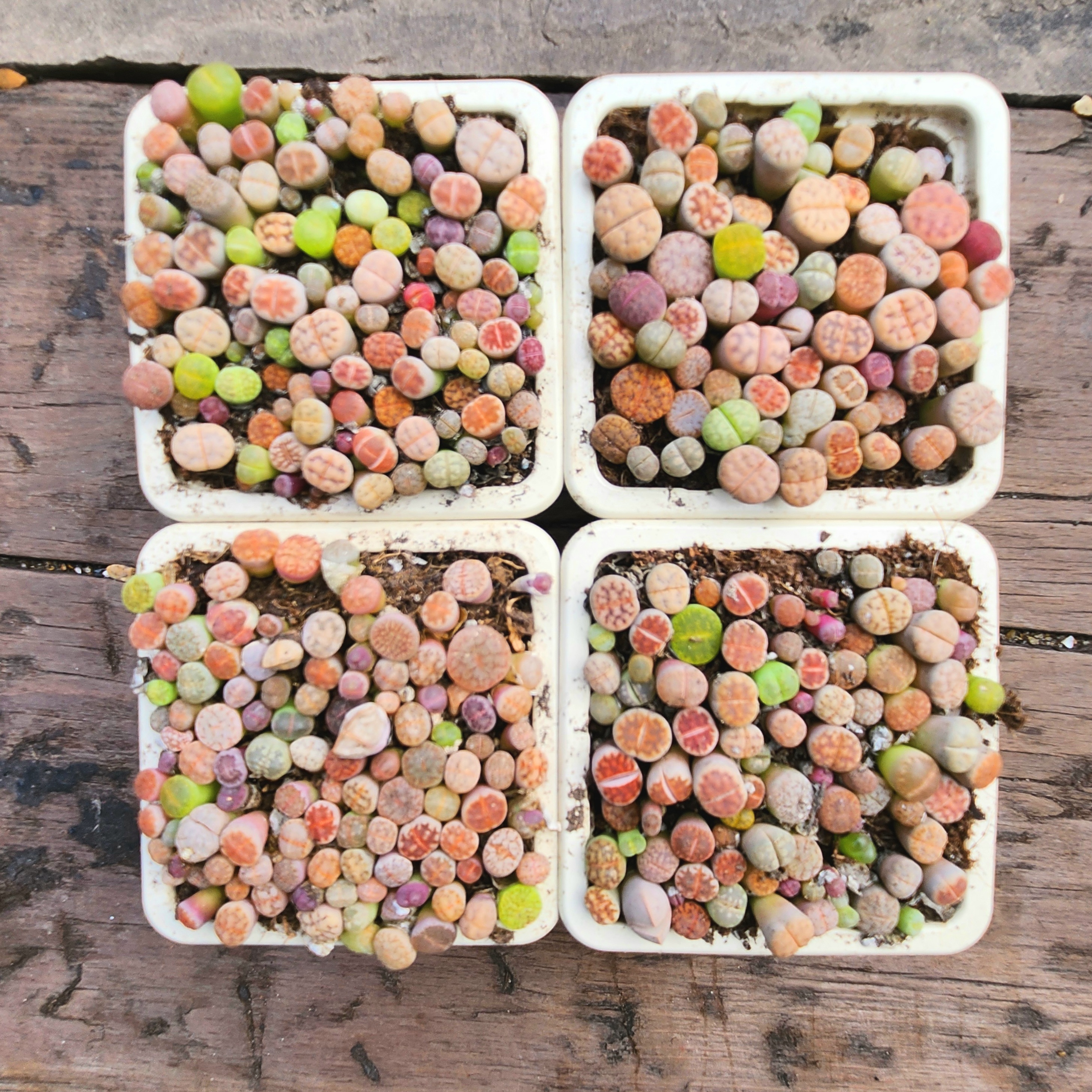 Baby Lithops Mixed Color ｜80pcs + | Succulent | UK Grown - view 2