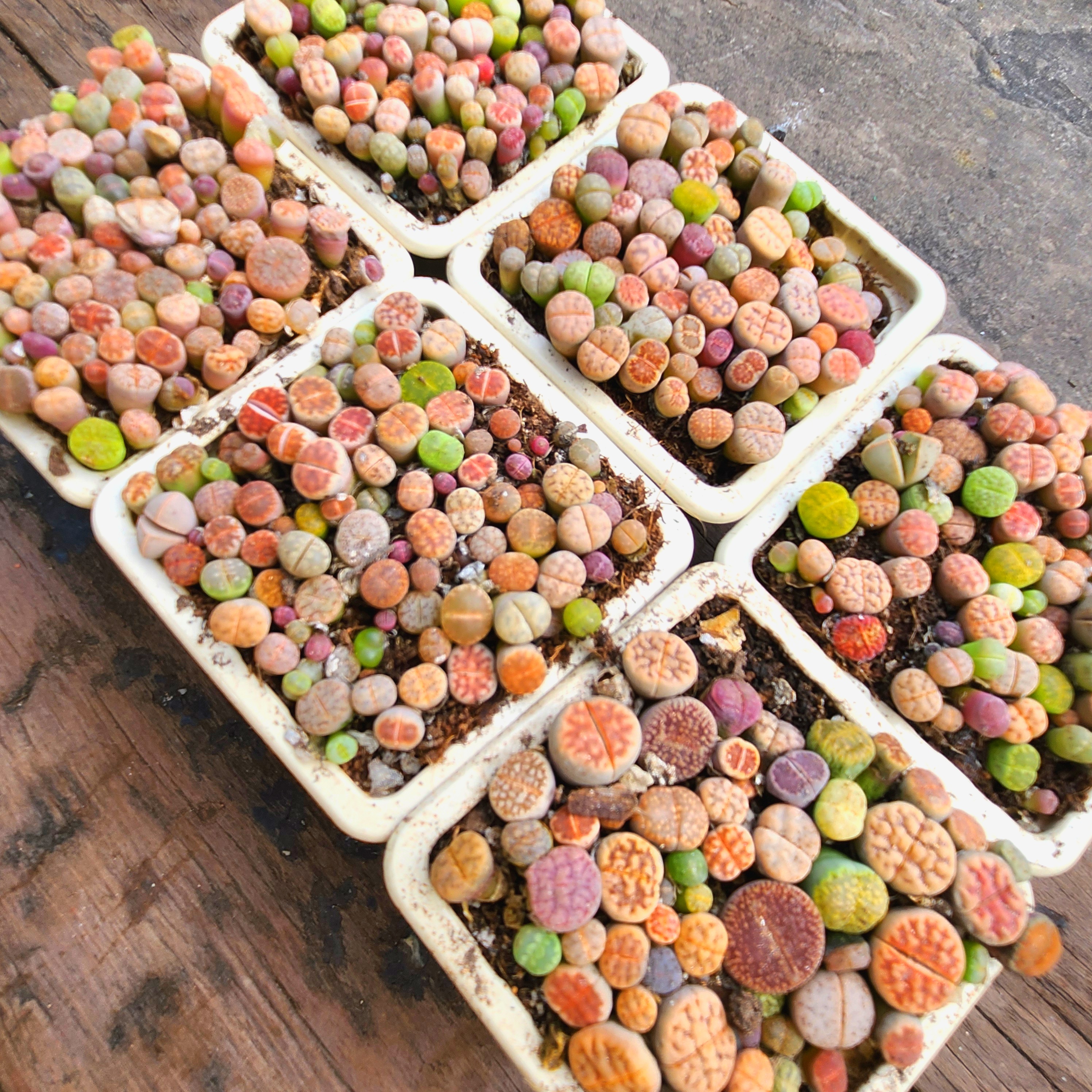 Baby Lithops Mixed Color |80pcs + | Succulent | UK Grown