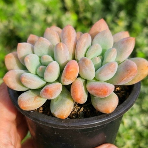 Pachyveria 'Elaine Reinelt'/Pachyveria perfume. |Double Headed | Rare Hybrid Succulent | UK Grown - view 2