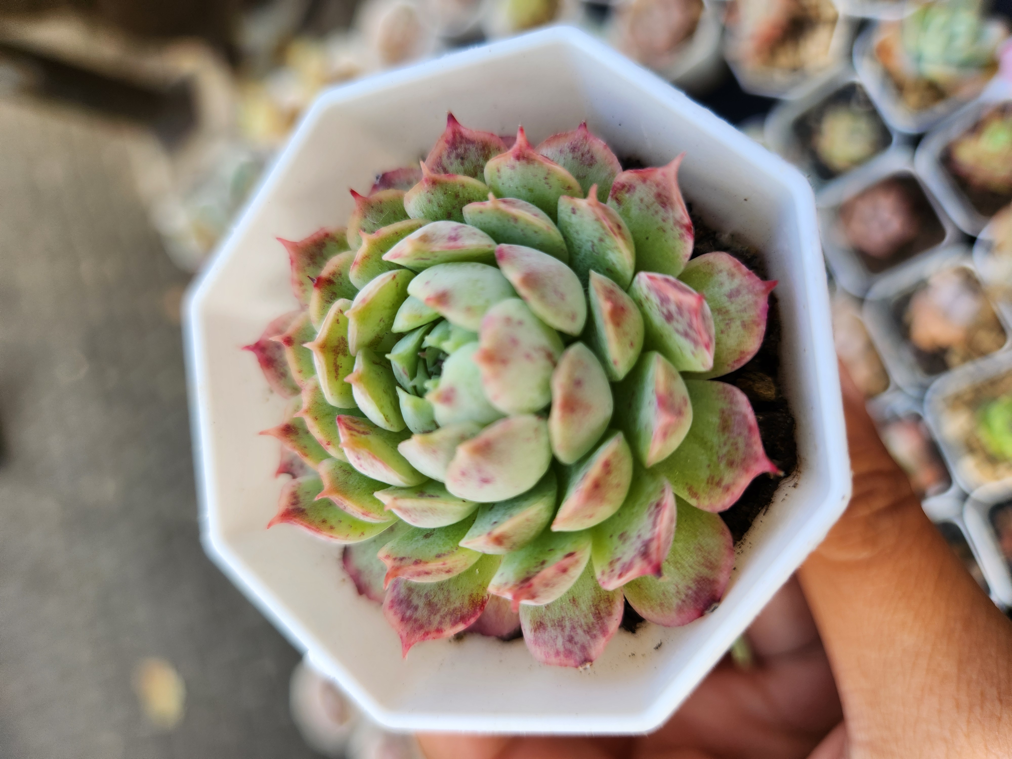 Echeveria 'Red hole'  | Succulent | UK Grown - view 3