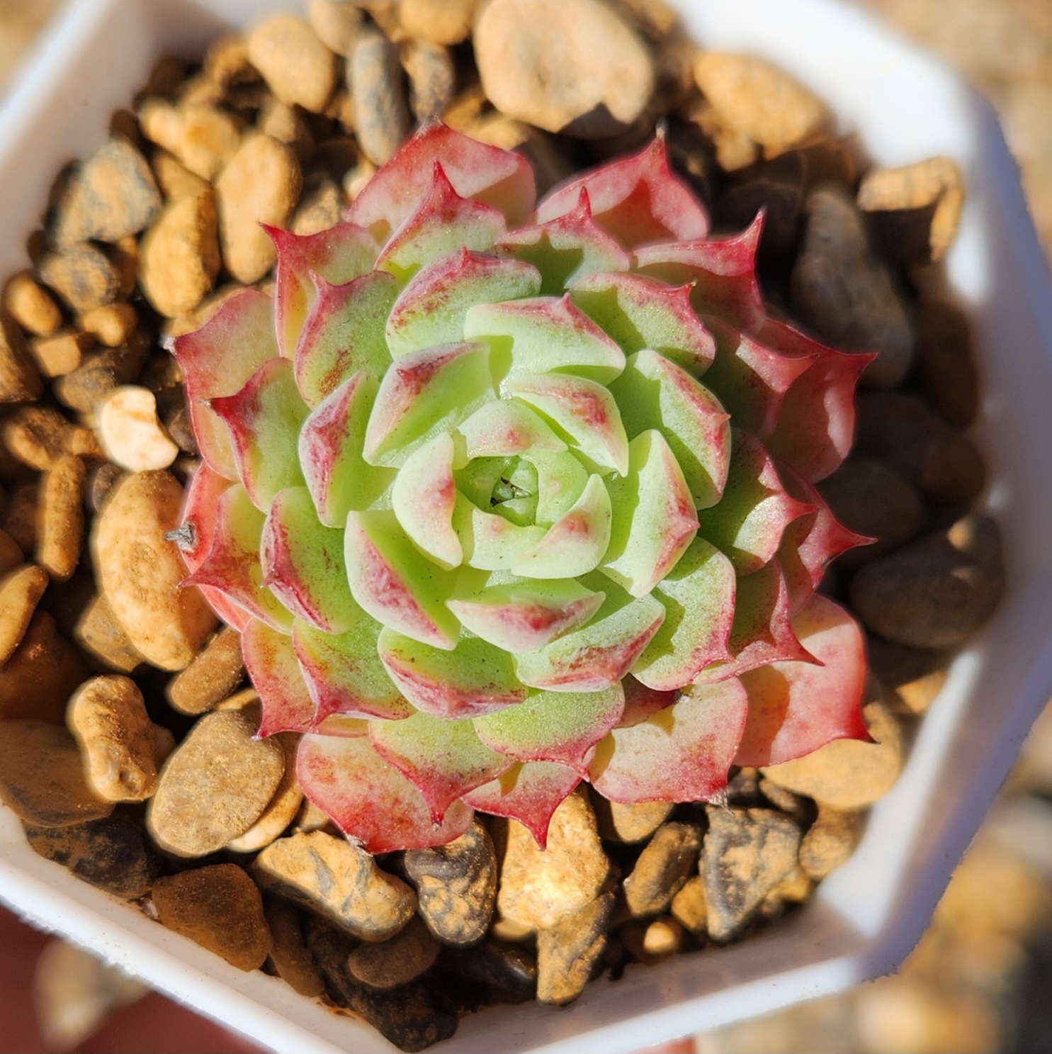 Echeveria 'Red hole' | Succulent | UK Grown