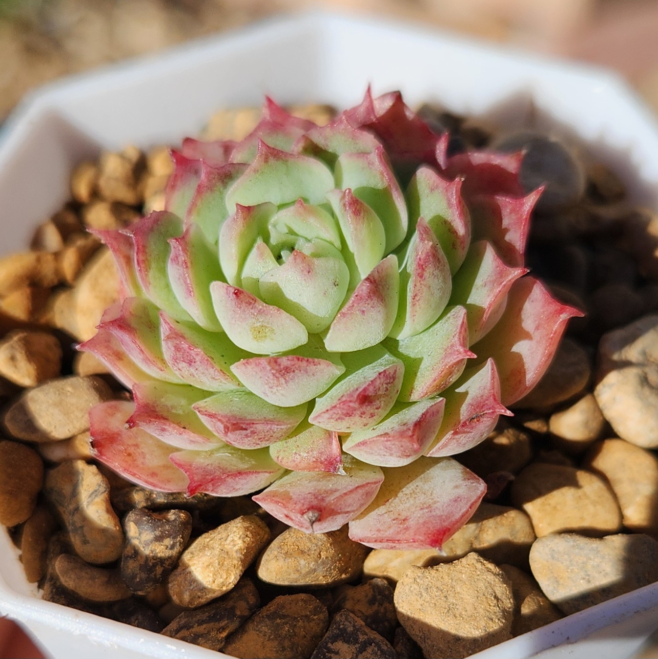 Echeveria 'Red hole'  | Succulent | UK Grown - view 2