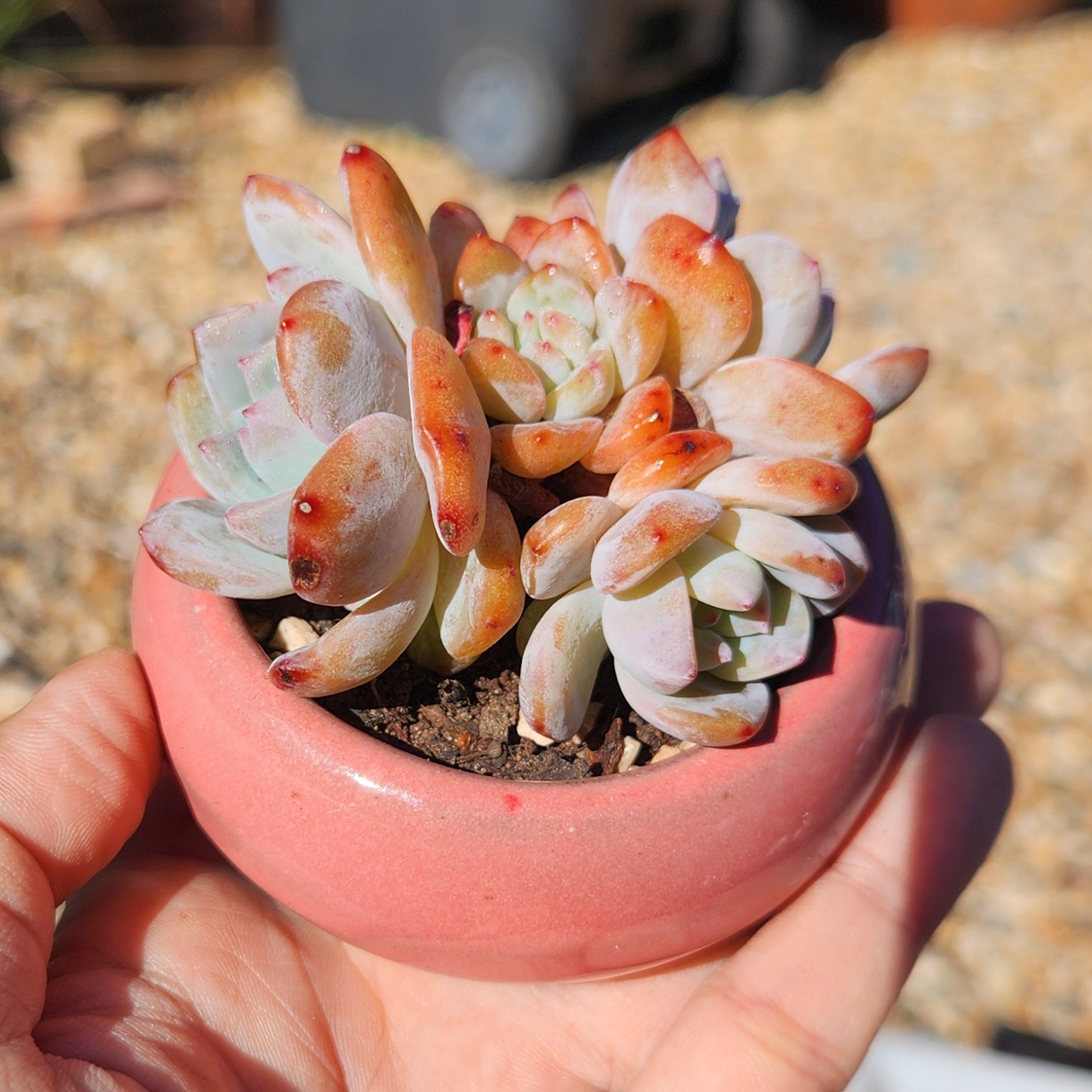 Echeveria orange Monroe + Pot| Exact Plant Pictured | Succulent | UK Grown - view 4
