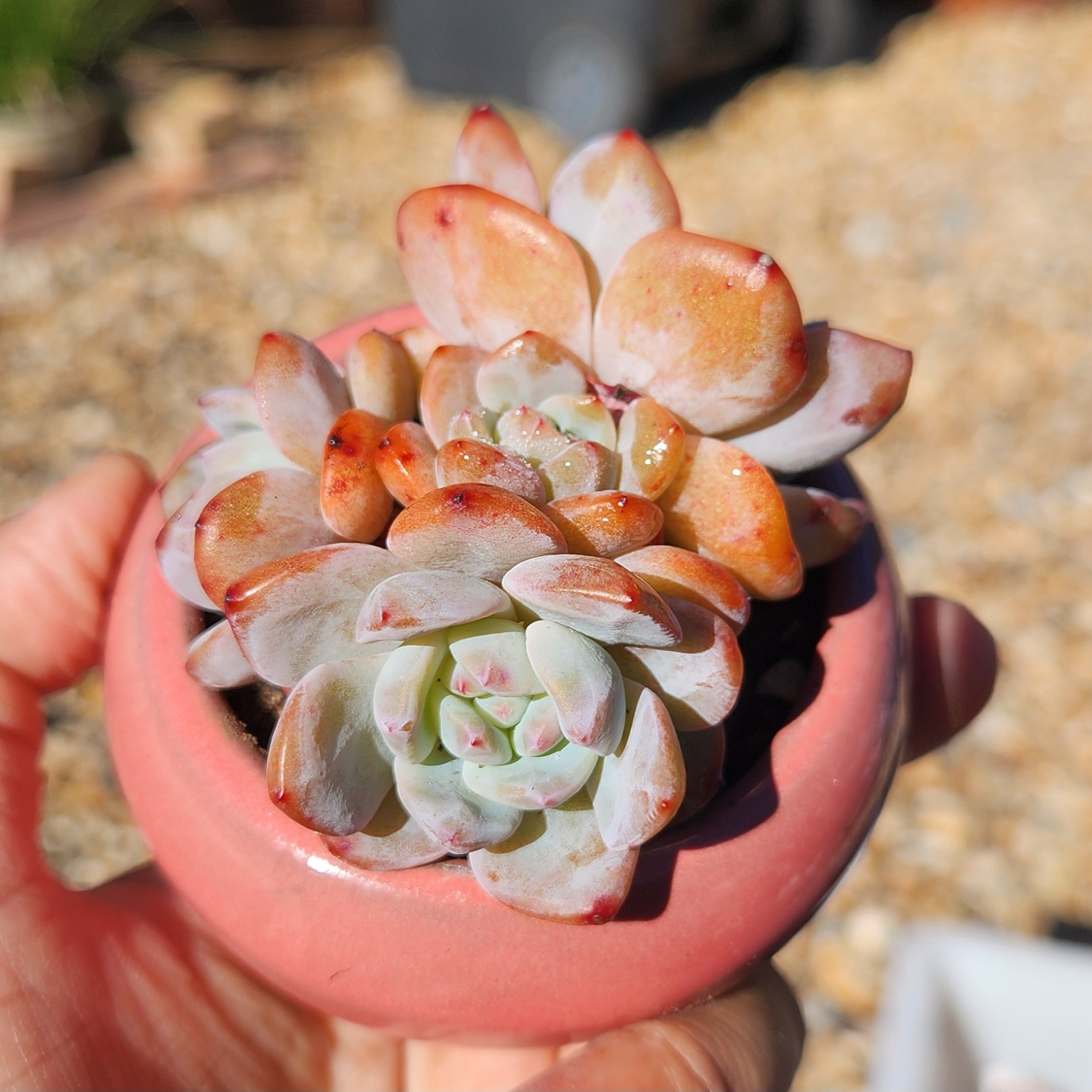 Echeveria orange Monroe + Pot| Exact Plant Pictured | Succulent | UK Grown