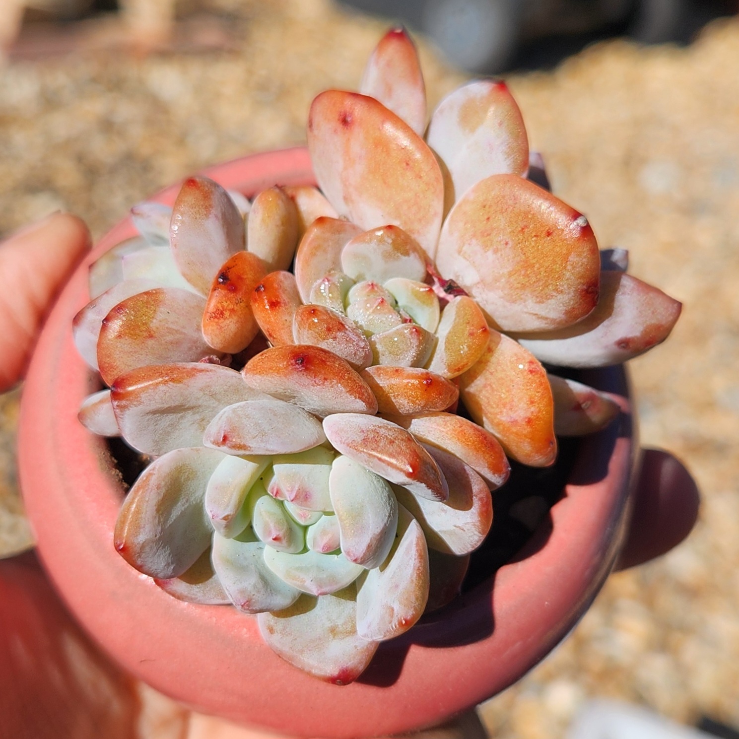 Echeveria orange Monroe + Pot| Exact Plant Pictured | Succulent | UK Grown - view 2