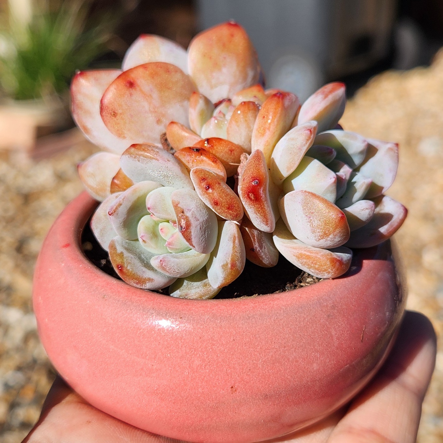 Echeveria orange Monroe + Pot| Exact Plant Pictured | Succulent | UK Grown - view 3