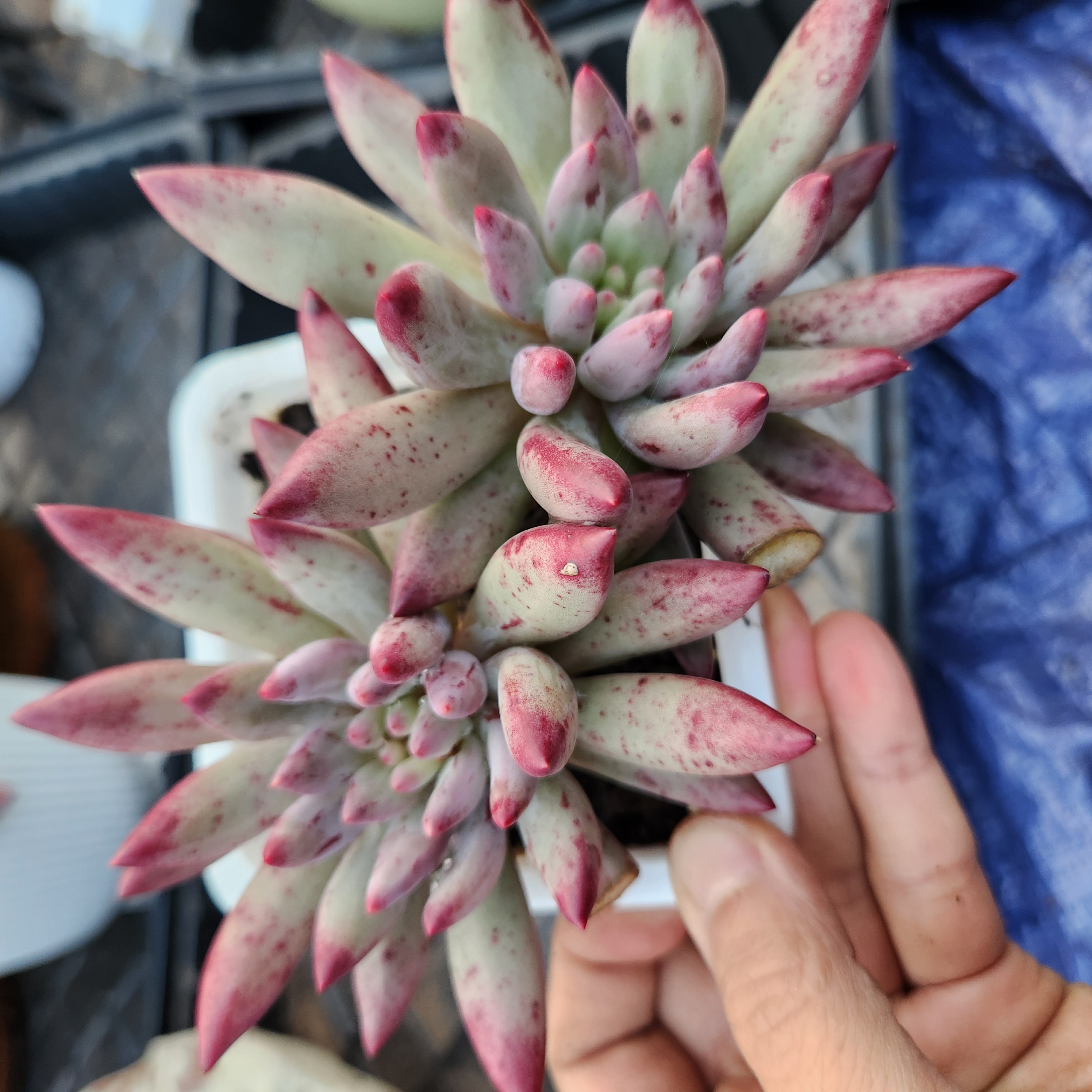 Echeveria 'Goldfish Hime'​ |Exact Plant Pictured | Succulent | UK Grown - view 2