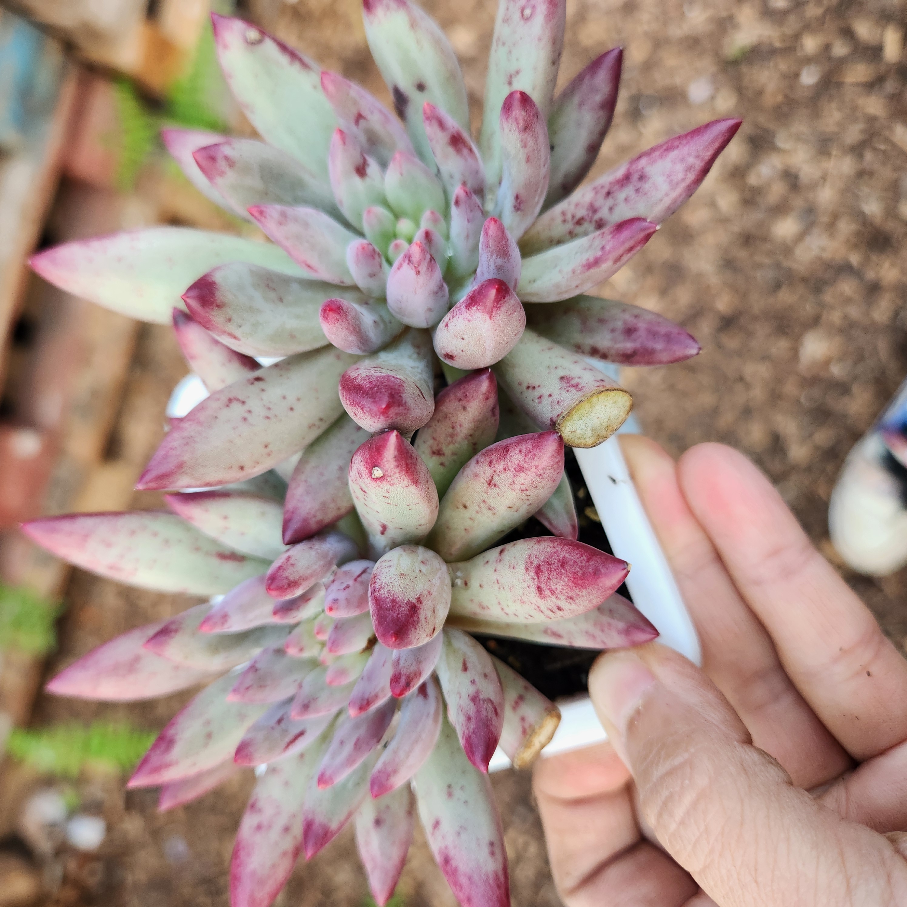 Echeveria 'Goldfish Hime' |Exact Plant Pictured | Succulent | UK Grown