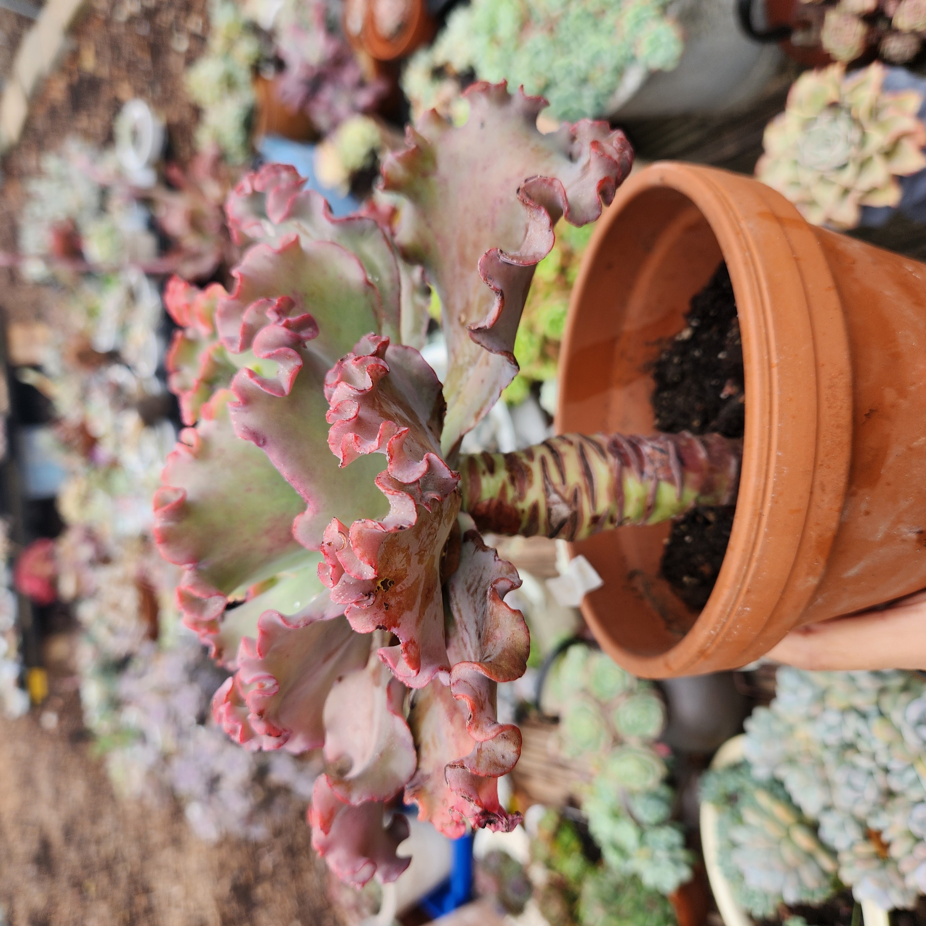 Echeveria 'Meridian' |Exact Plant Pictured | Succulent | UK Grown - view 2