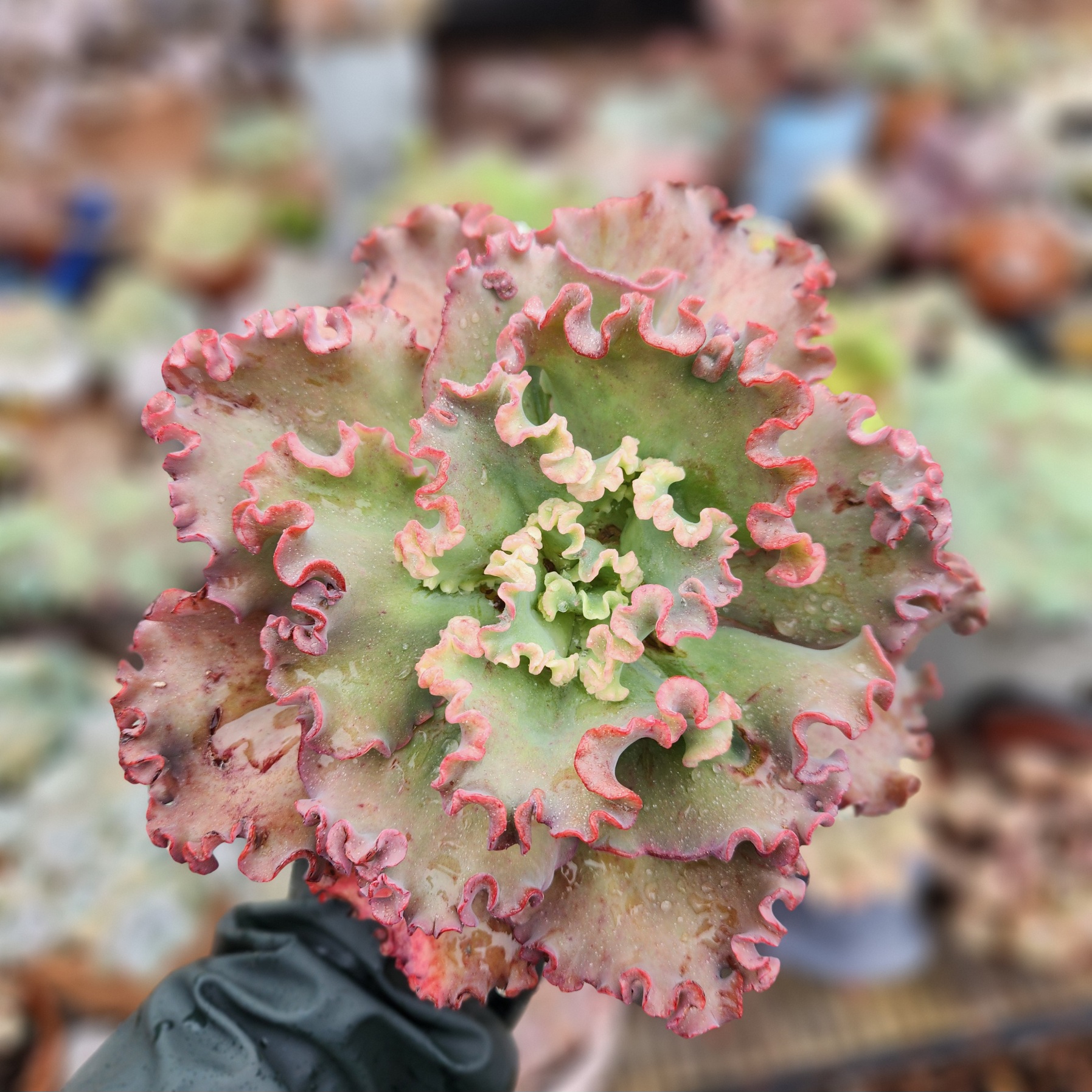 Echeveria 'Meridian' |Exact Plant Pictured | Succulent | UK Grown