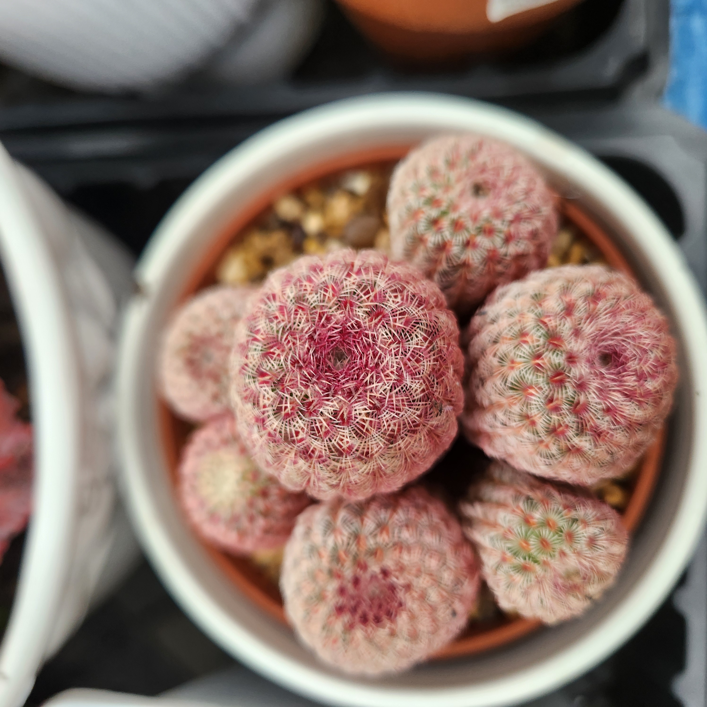 Echinocereus rigidissimus var. rubrispinus | Exact Plant Pictured | Succulent | UK Grown - view 2