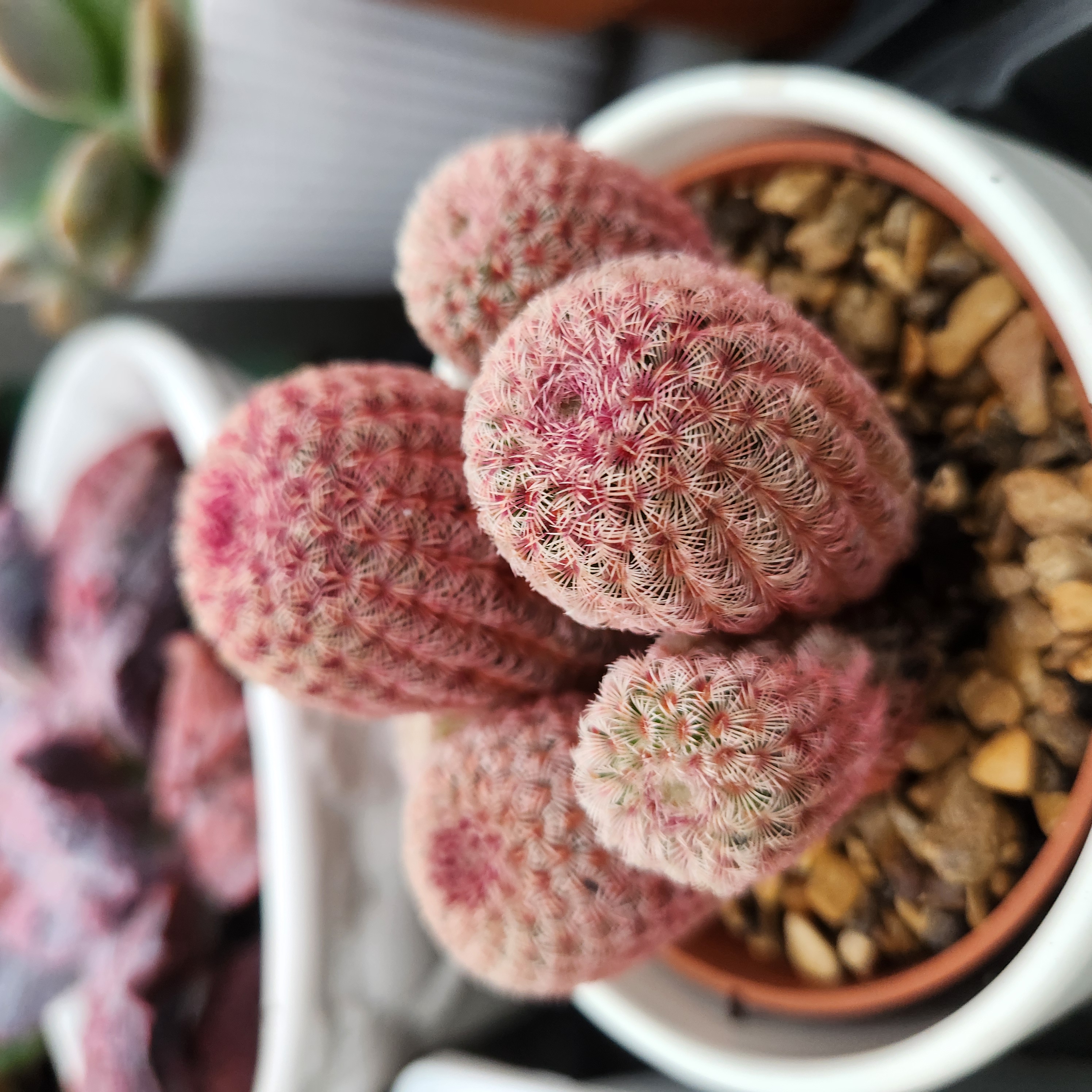 Echinocereus rigidissimus var. rubrispinus | Exact Plant Pictured | Succulent | UK Grown