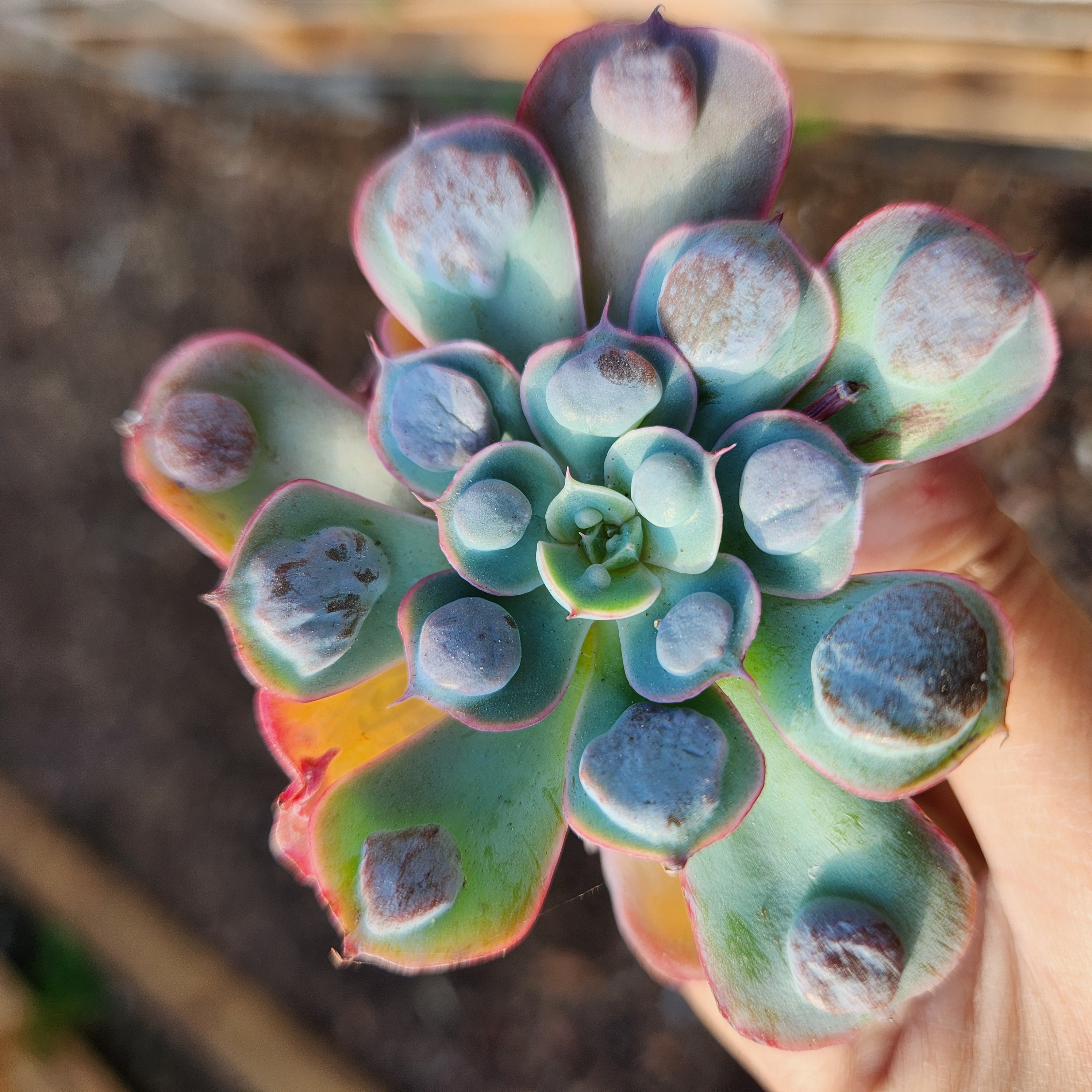 Echeveria 'Rain Drops' | Succulent | UK Grown | Live succulent plant - view 2