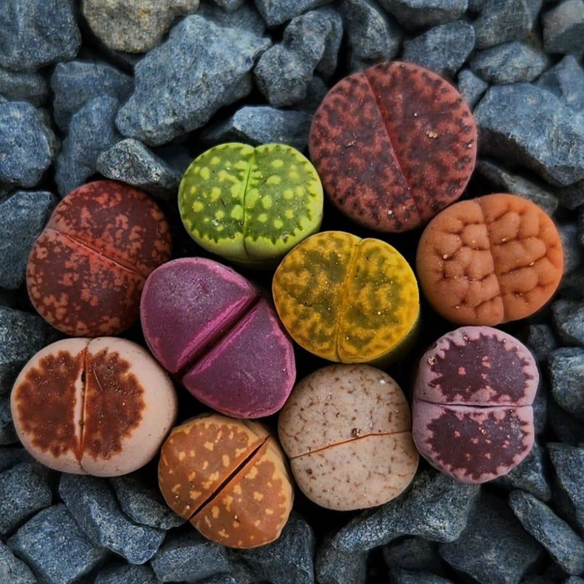 10 Lithops Mixed Collection — | Living Stones Succulent | UK Grown