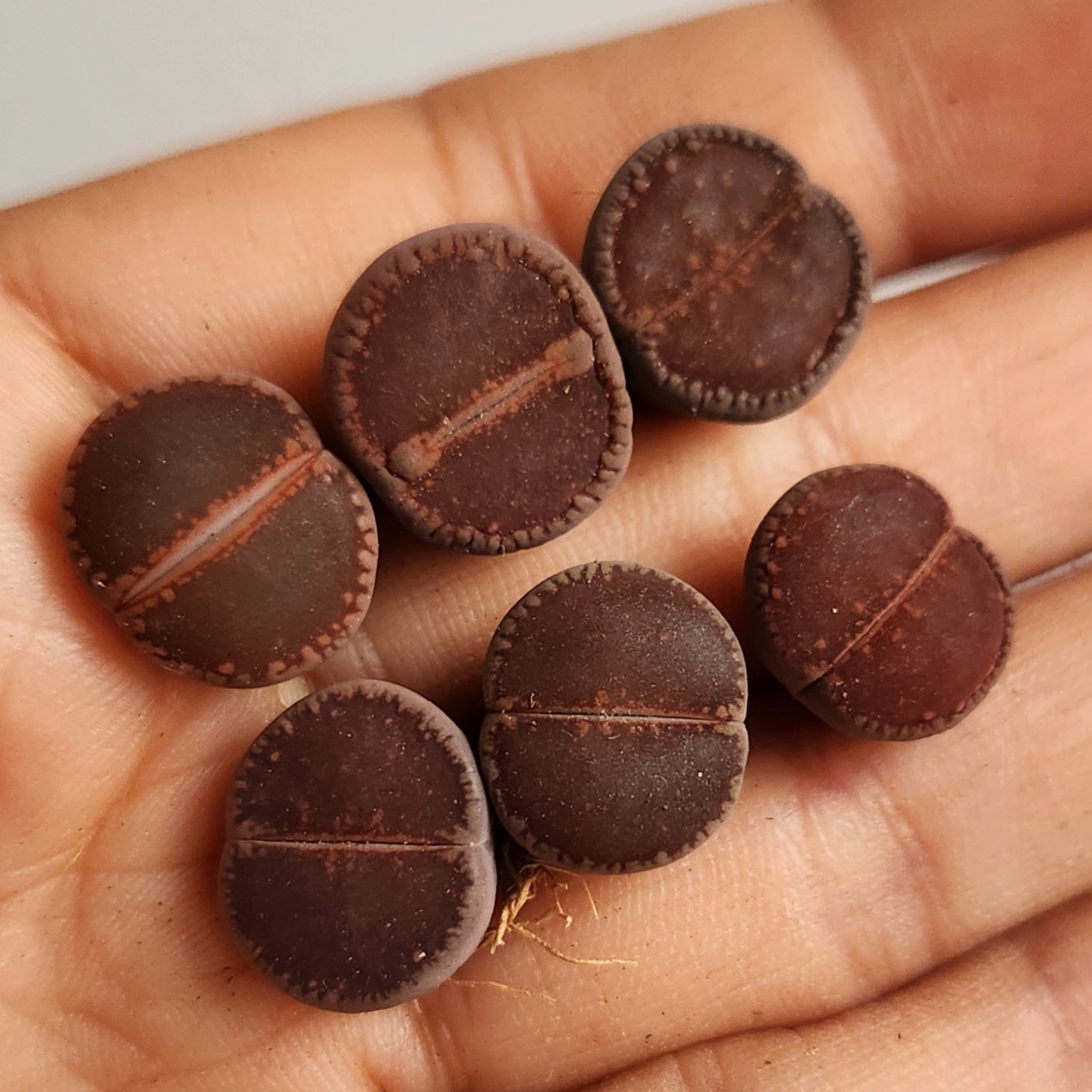 Lithops aucampiae 'Open Window'【Buy Lithops, Get a Free Pot!】 | Living Stones Succulent | UK Grown - view 2