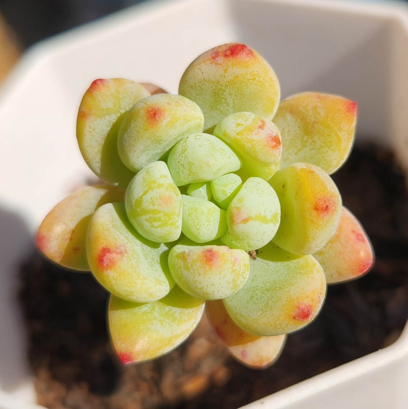 Sedum clavatum-Fresh Cutting | Succulent | UK Grown