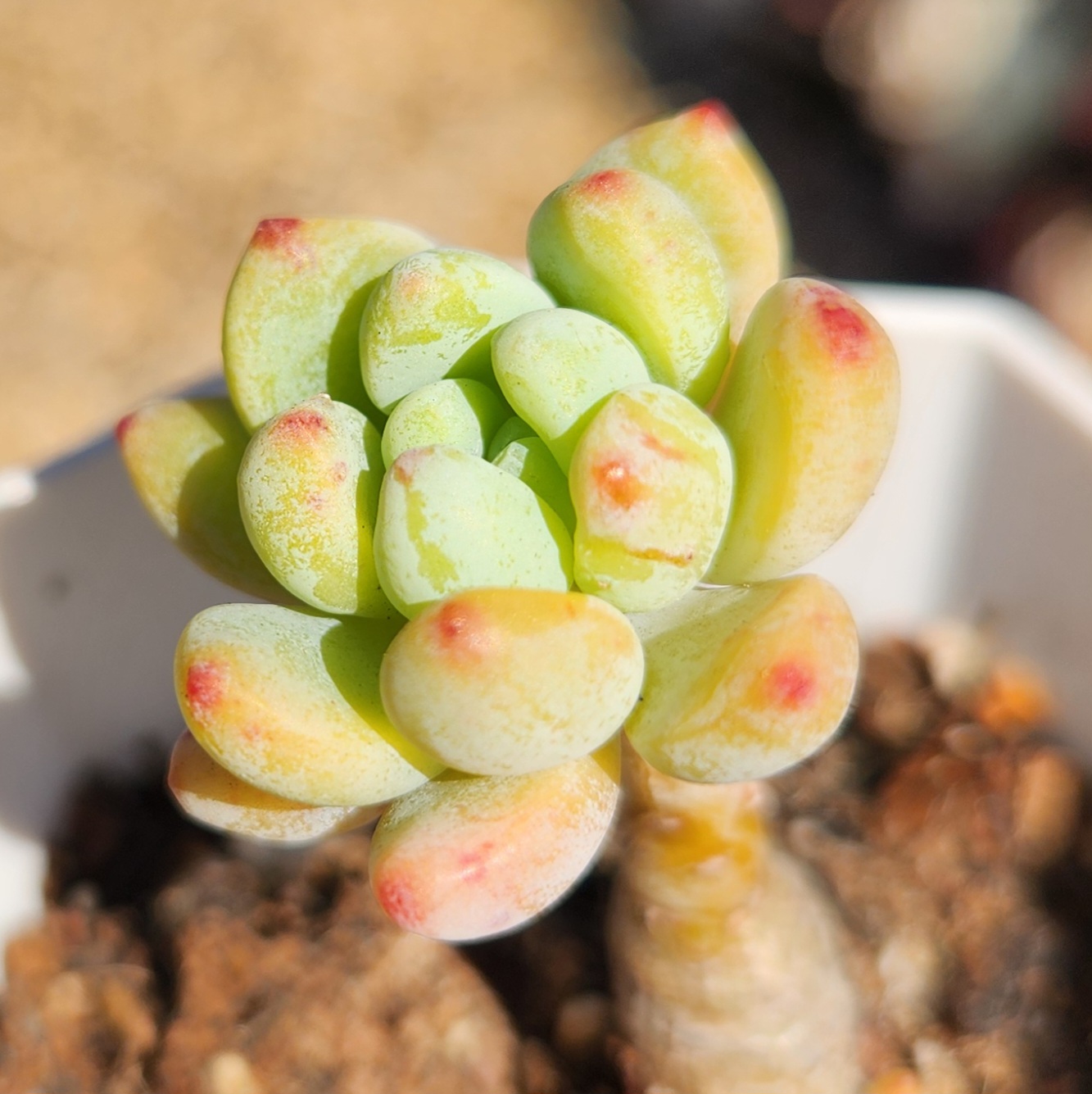Sedum clavatum-Fresh Cutting | Succulent | UK Grown - view 2