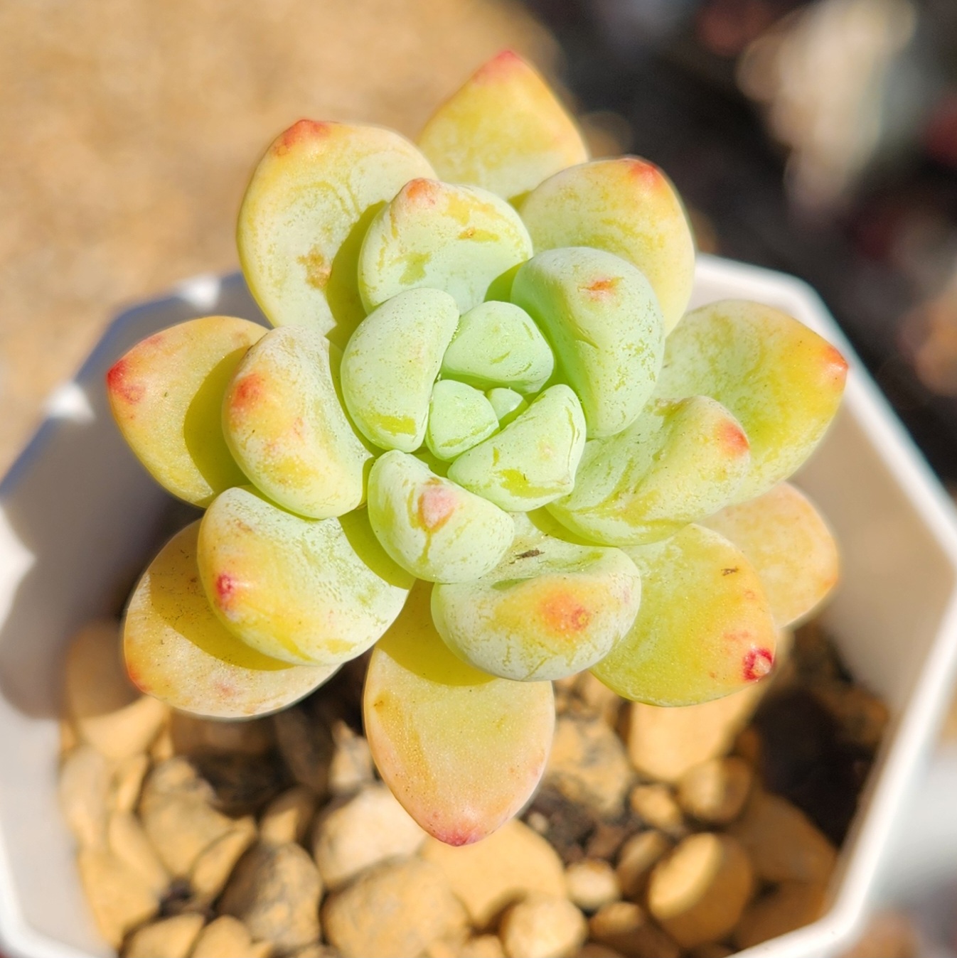 Sedum clavatum-Fresh Cutting | Succulent | UK Grown - view 3