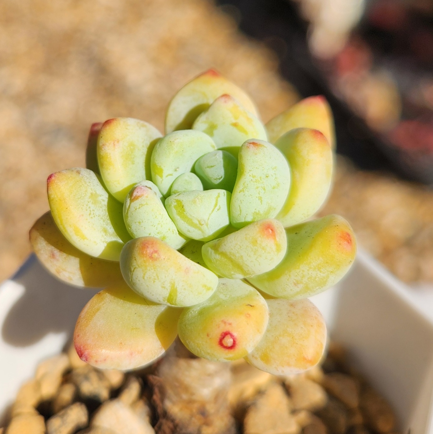 Sedum clavatum-Fresh Cutting | Succulent | UK Grown - view 4