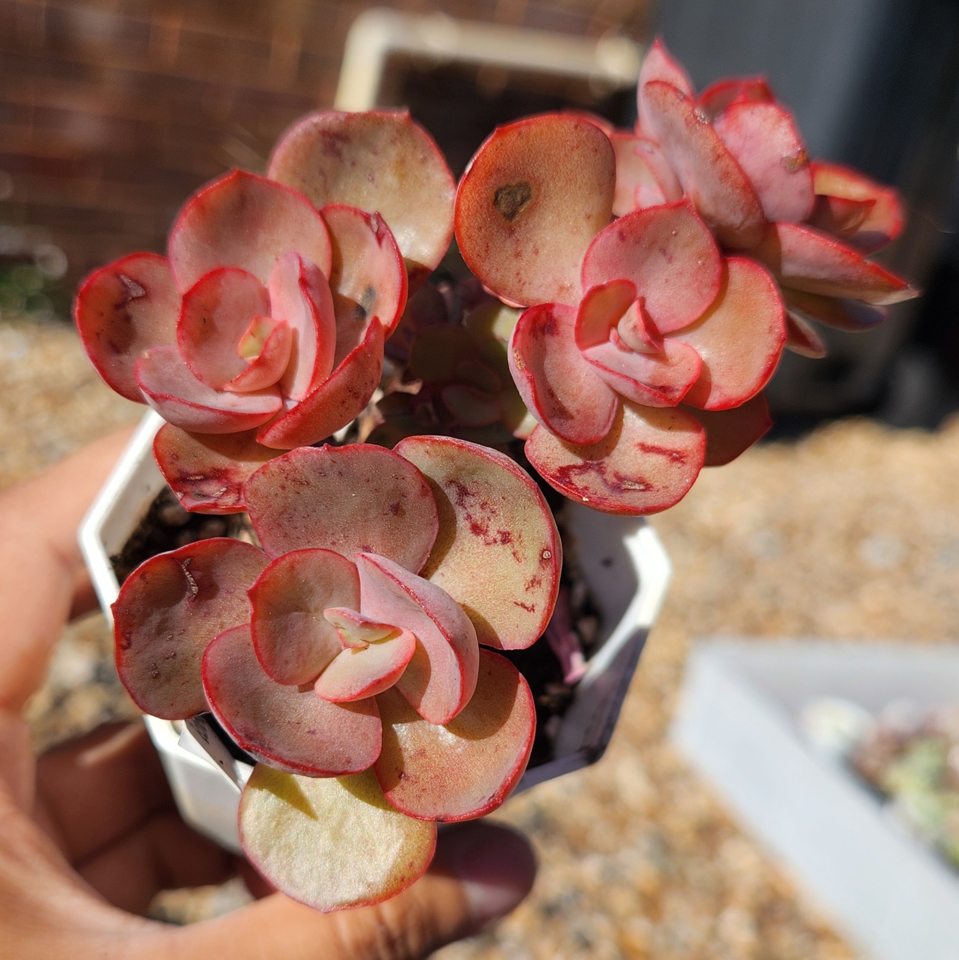Echeveria 'Suyon'| Exact Plant Pictured | Succulent | UK Grown