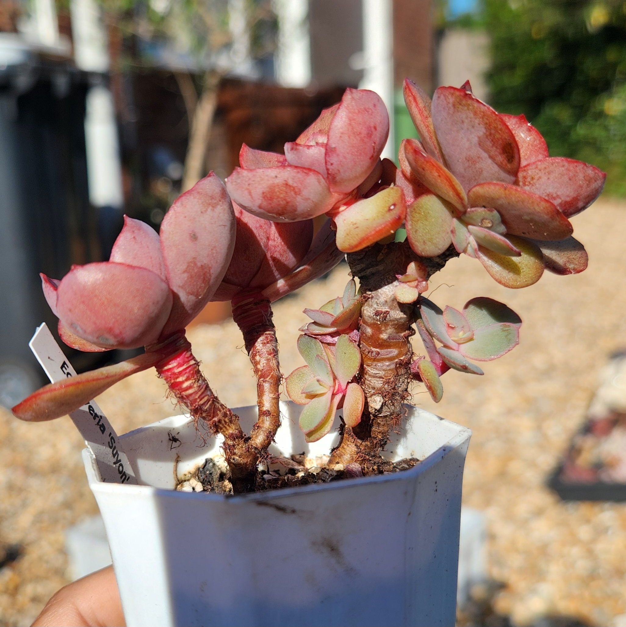 Echeveria 'Suyon'| Exact Plant Pictured | Succulent | UK Grown - view 2