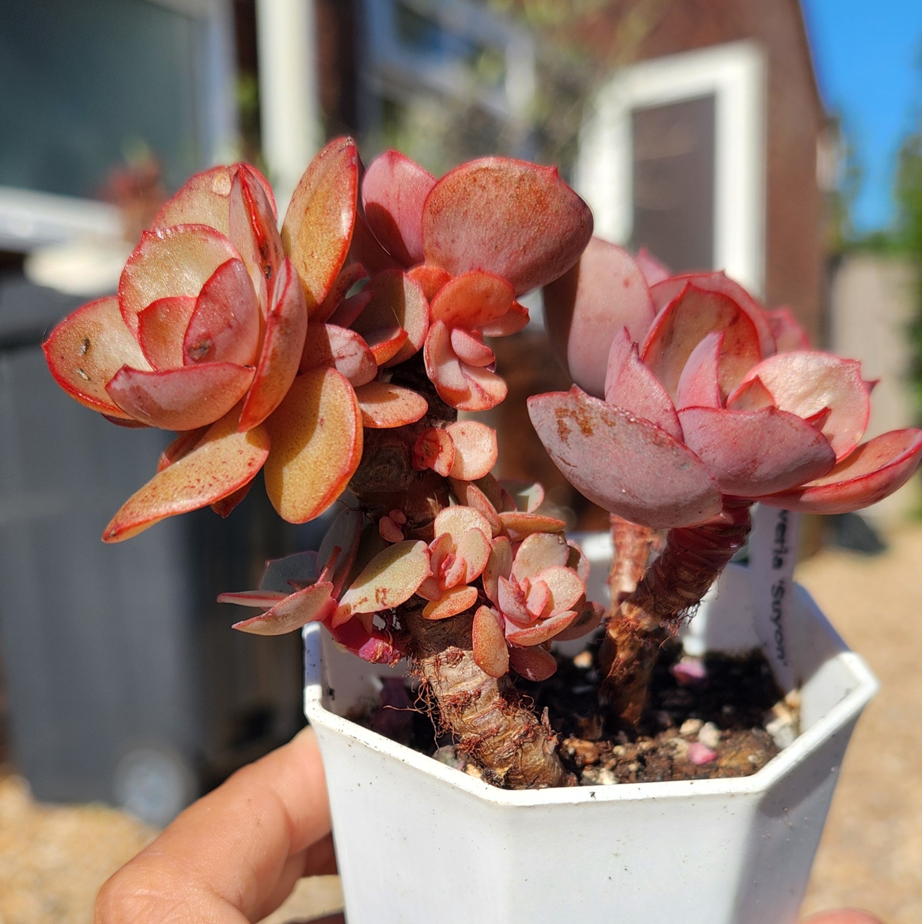 Echeveria 'Suyon'| Exact Plant Pictured | Succulent | UK Grown - view 3