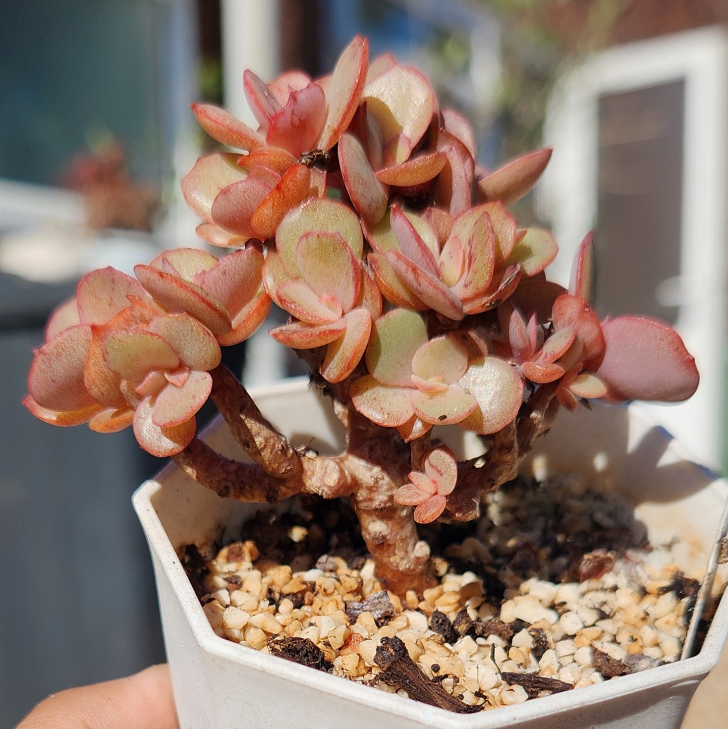 Echeveria 'Suyon'| Exact Plant Pictured | living plants Succulent | UK Grown  - view 2