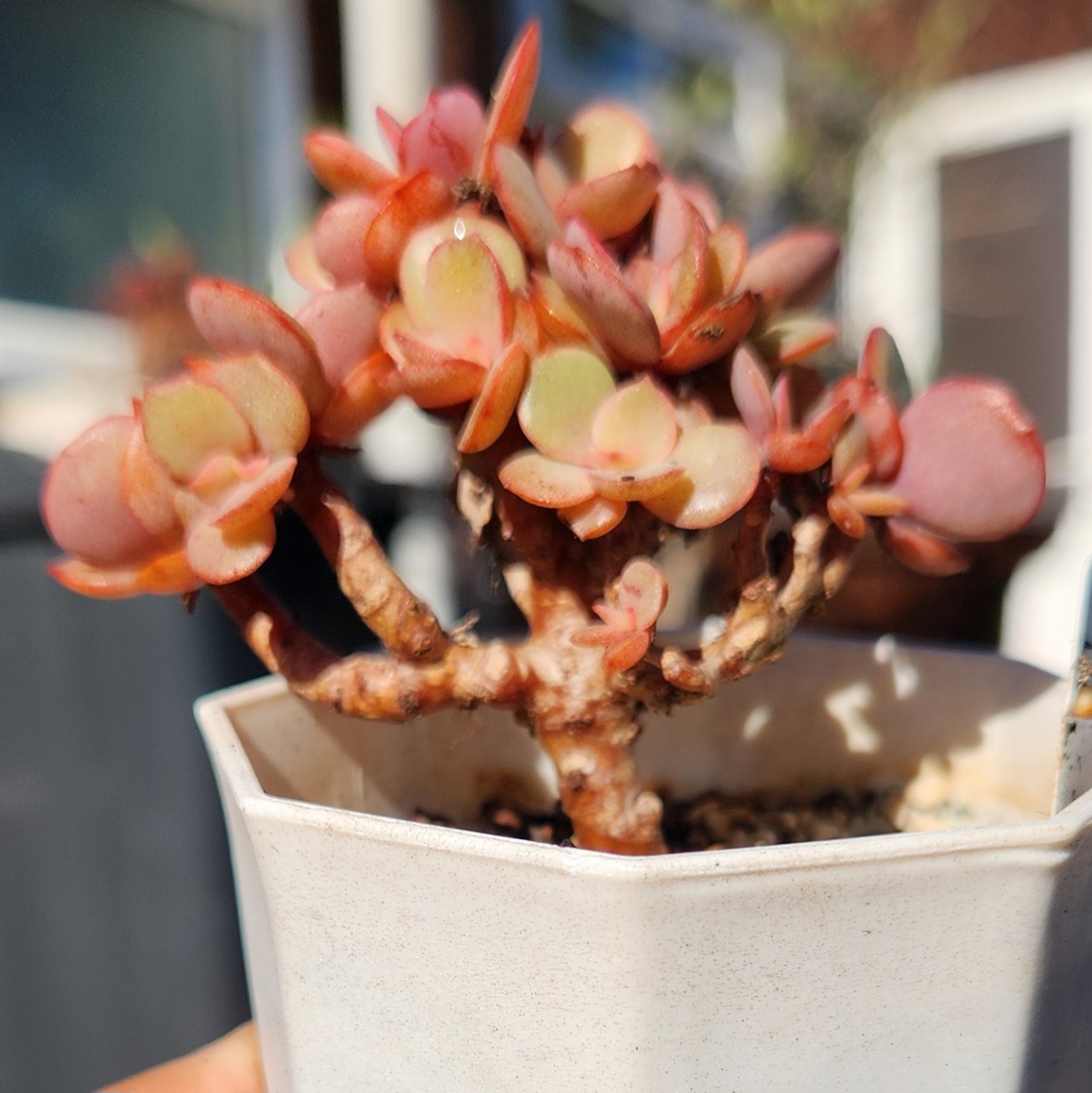 Echeveria 'Suyon'| Exact Plant Pictured | living plants Succulent | UK Grown  - view 3