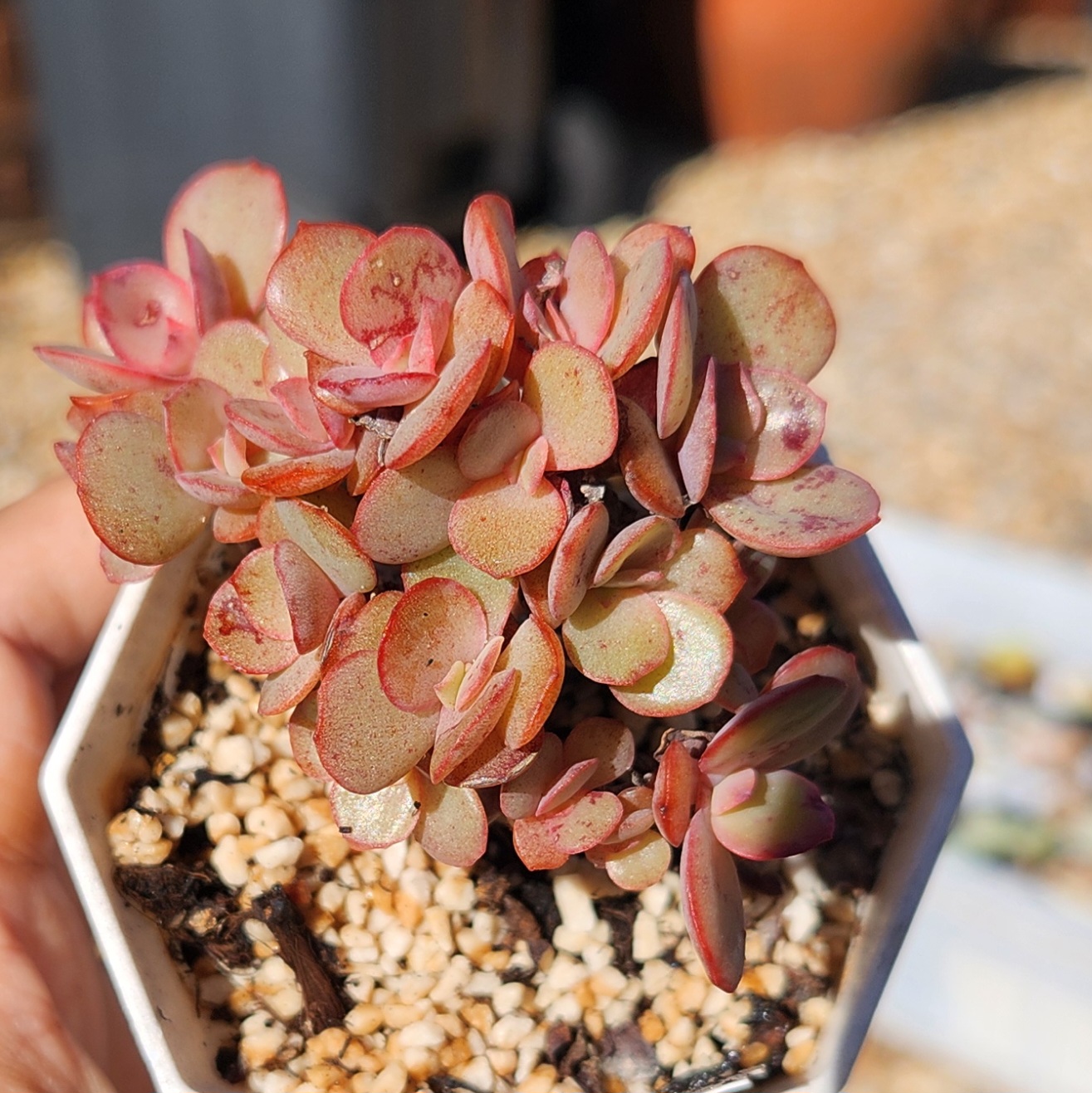 Echeveria 'Suyon'| Exact Plant Pictured | living plants Succulent | UK Grown  - view 4