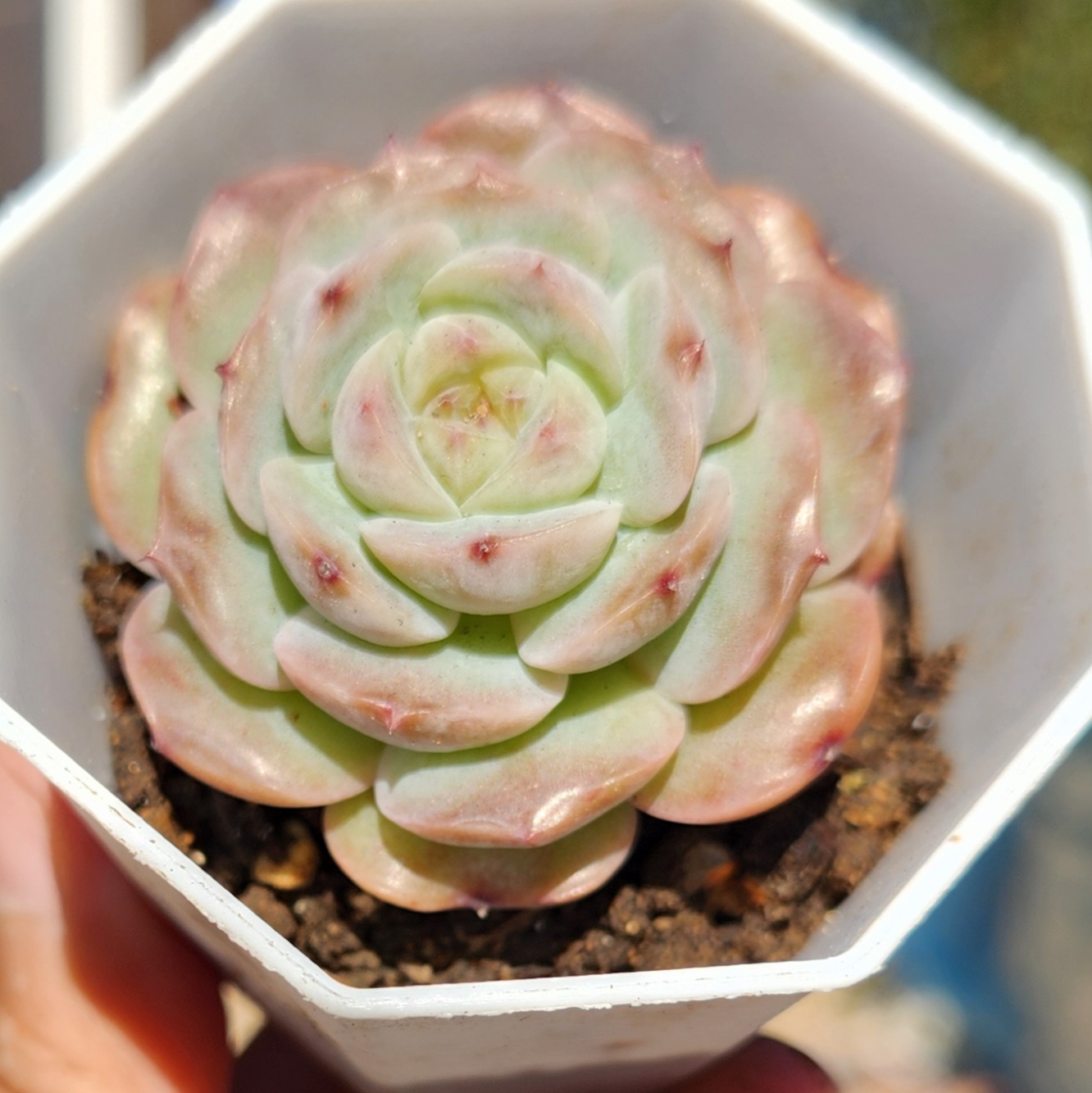 Echeveria hybridisat | Echeveria Hybrid |Live succulent plant | UK Grown